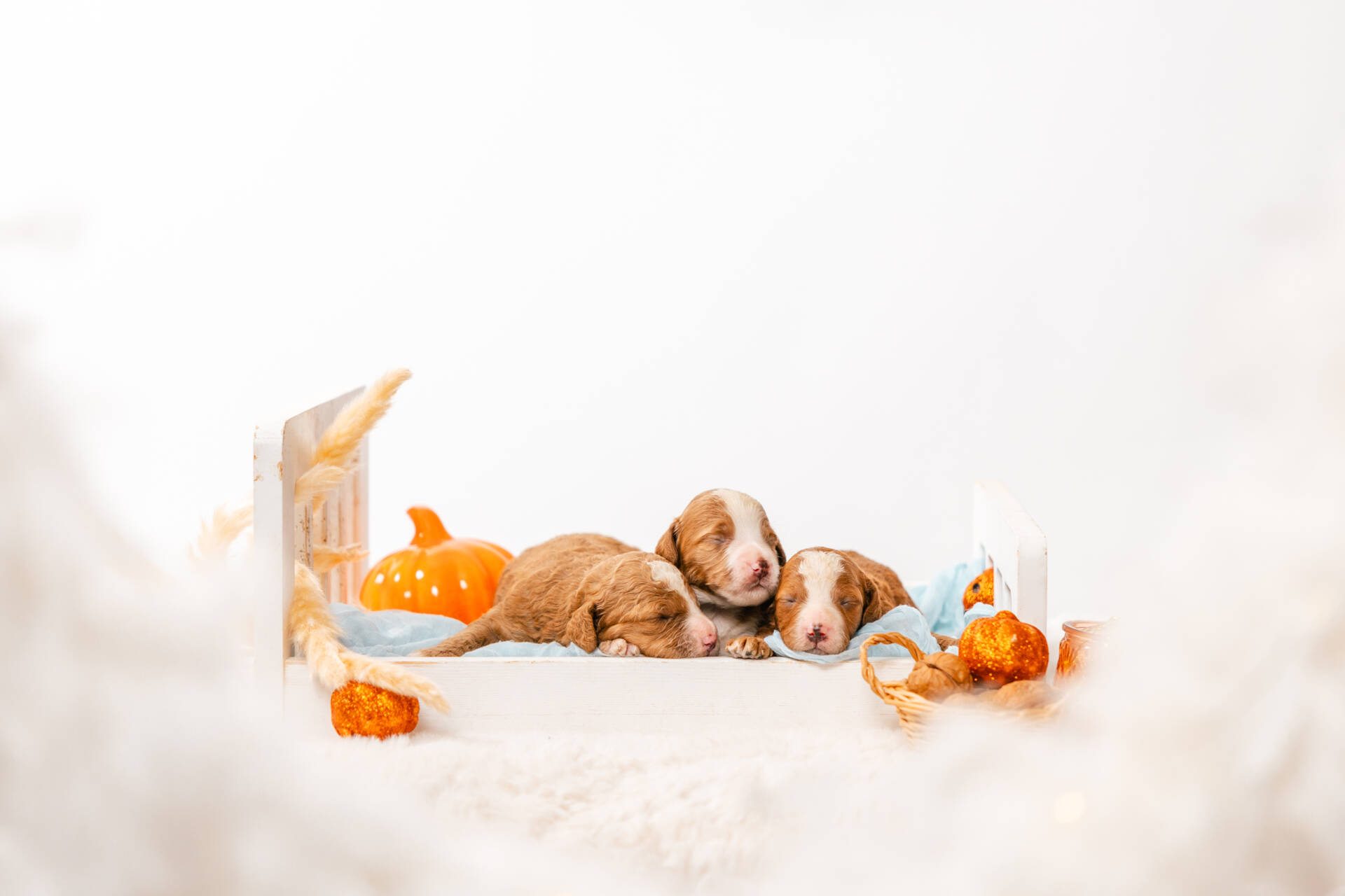 Christmas Litter 2 - Image 6
