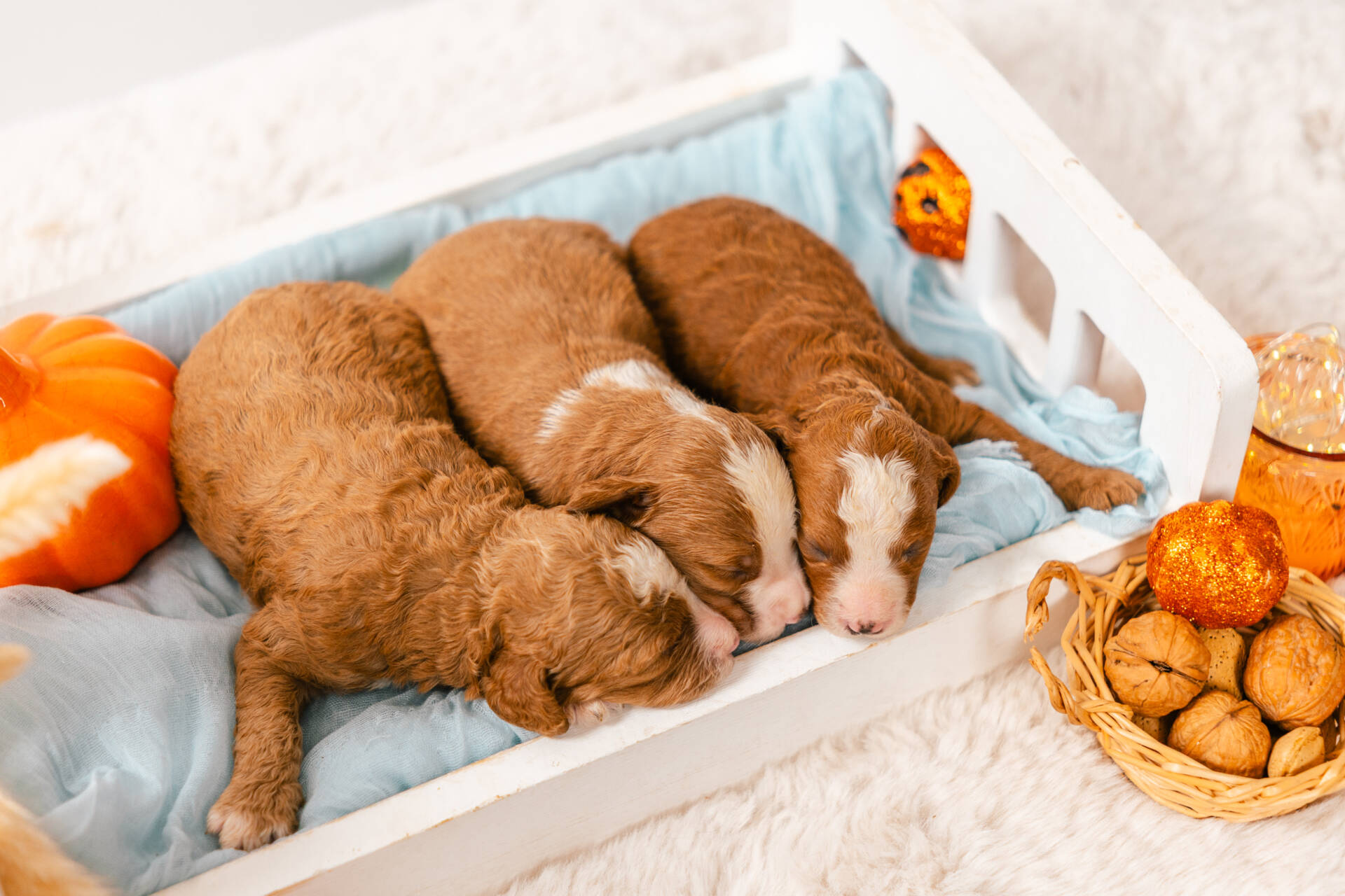 Christmas Litter 2 - Image 7