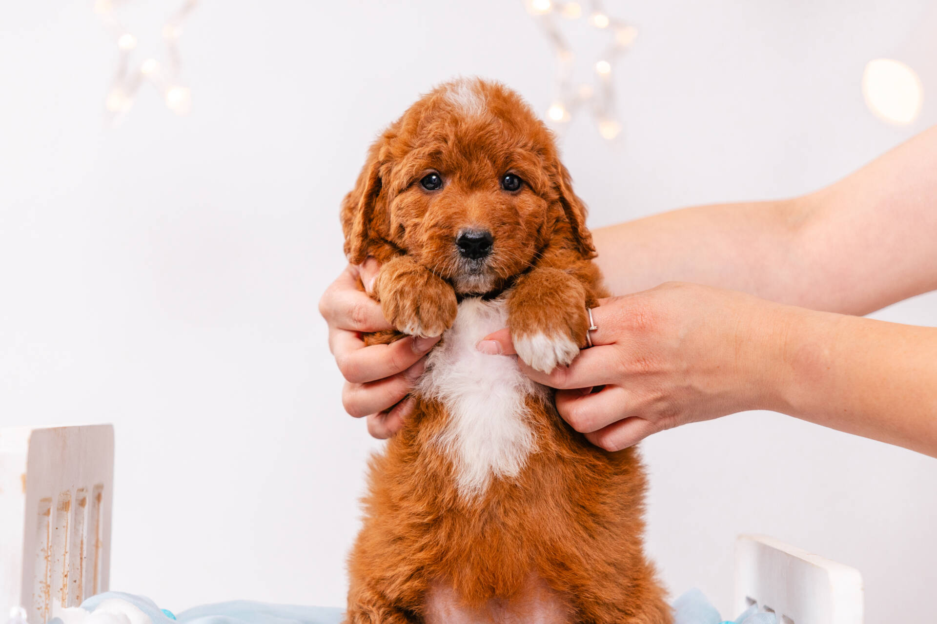 Amelie - Mini F1b Girl