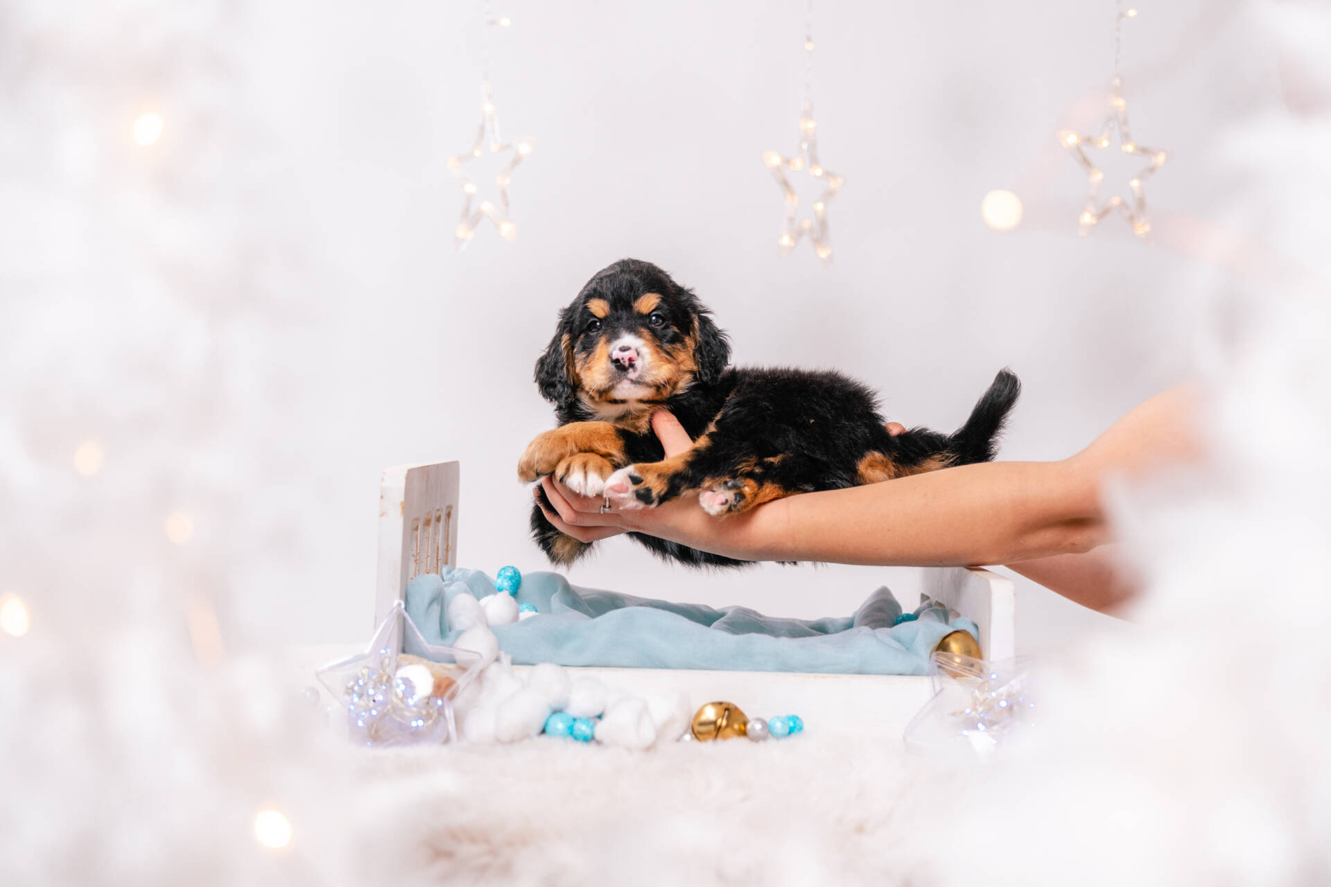 Alfie - Mini F1b Boy Unfurnished - Image 3