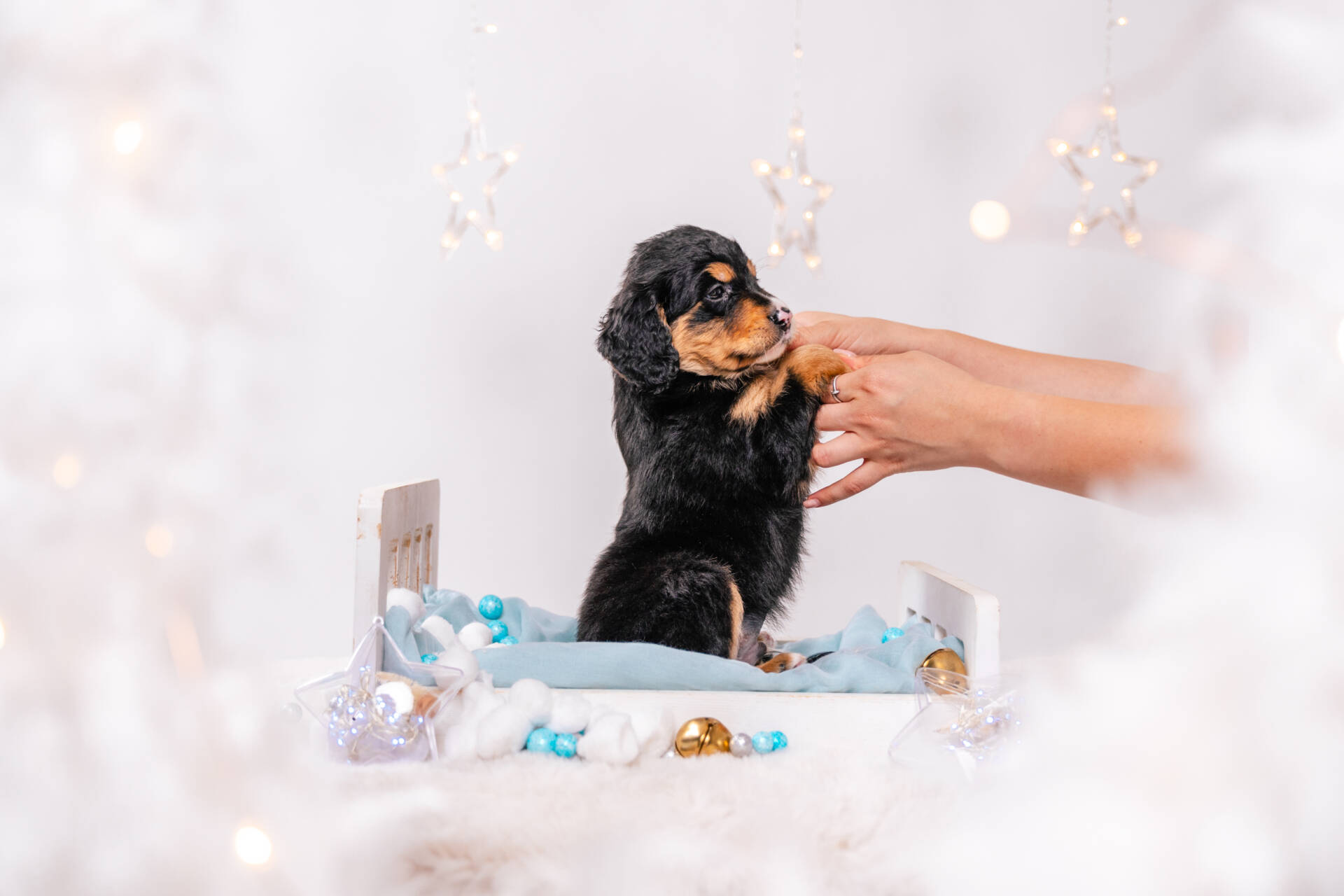 Alfie - Mini F1b Boy Unfurnished - Image 4