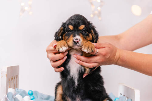 Alfie - Mini F1b Boy Unfurnished