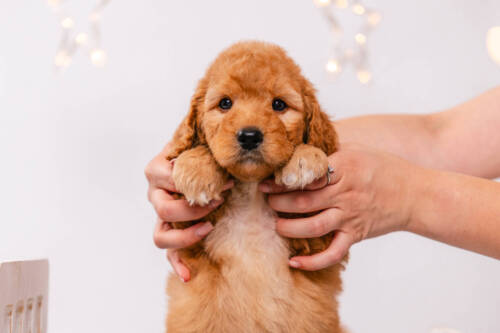 Almond - Mini F1b Boy