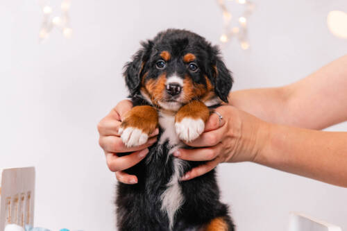 Apollo - Mini F1b Boy Unfurnished