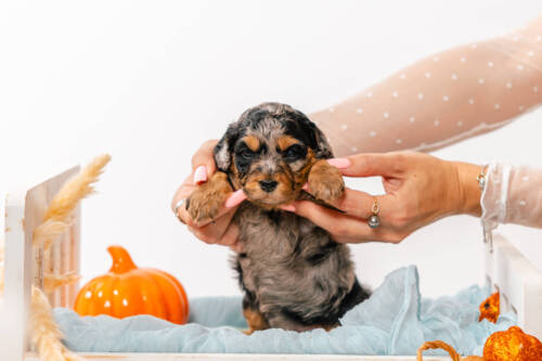 Twinkle - Micro Mini Girl