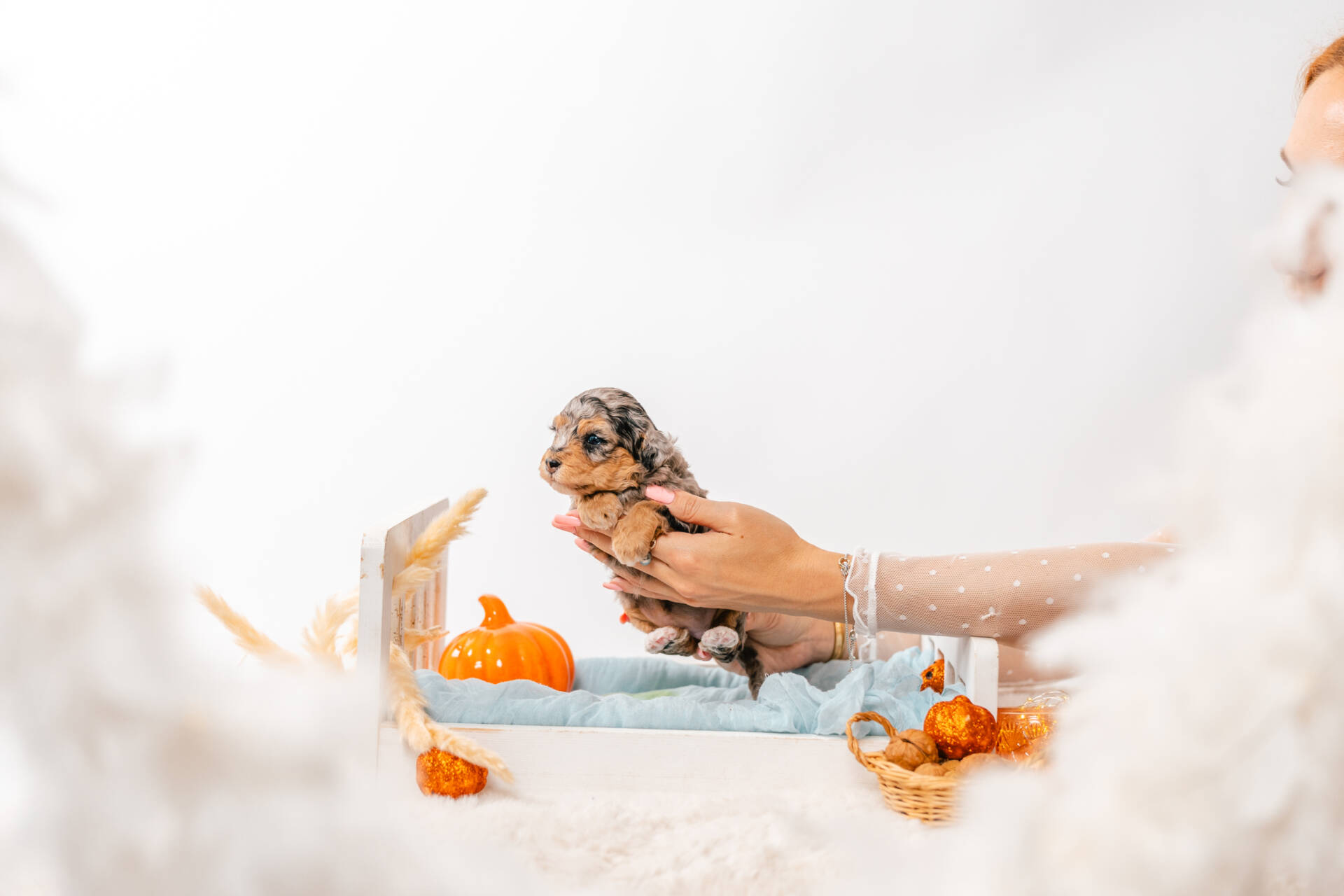 Tiffany - Micro Mini Girl - Image 2