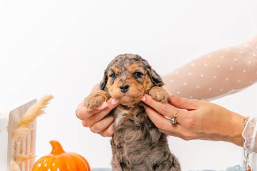 Tinkerbell - Micro Mini Girl