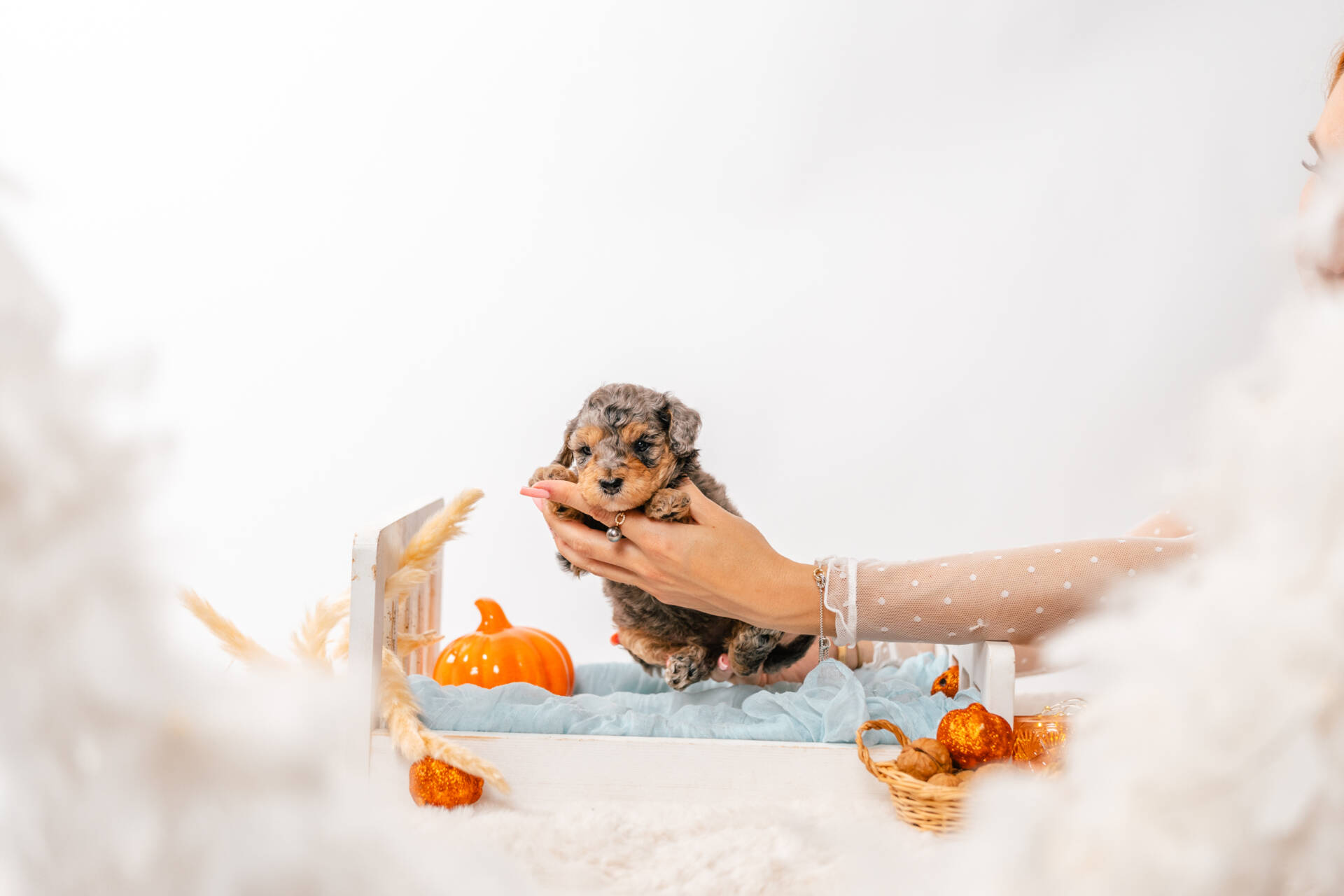 Teddy - Micro Mini Boy - Image 2