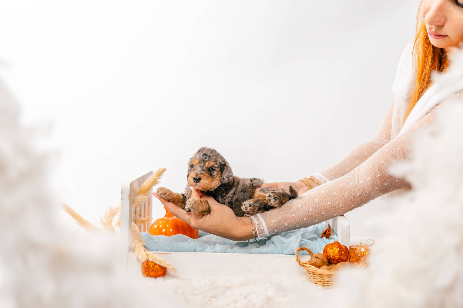 Teddy - Micro Mini Boy - Image 3