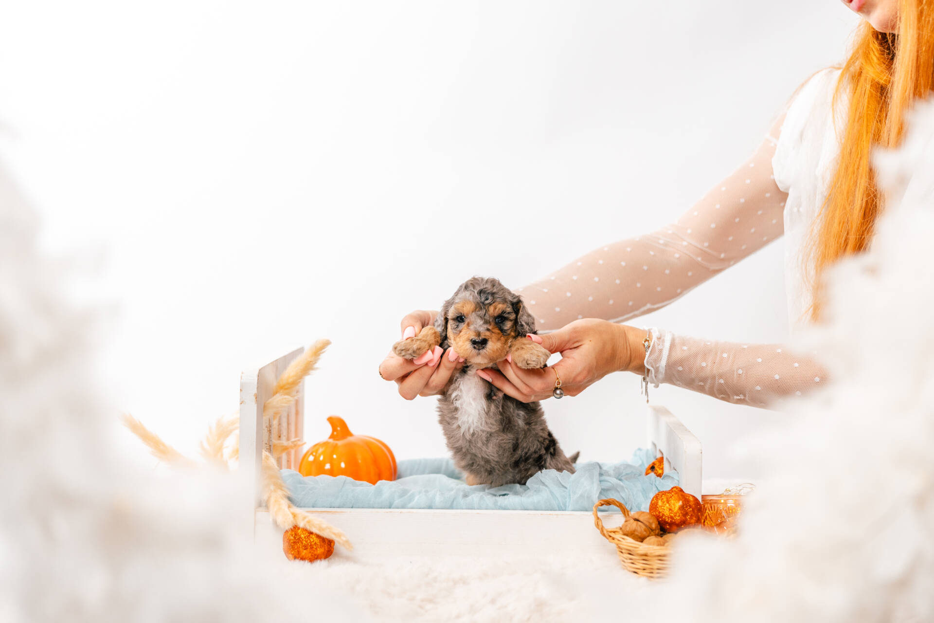 Teddy - Micro Mini Boy - Image 4