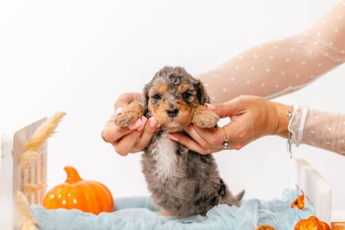 Teddy - Micro Mini Boy