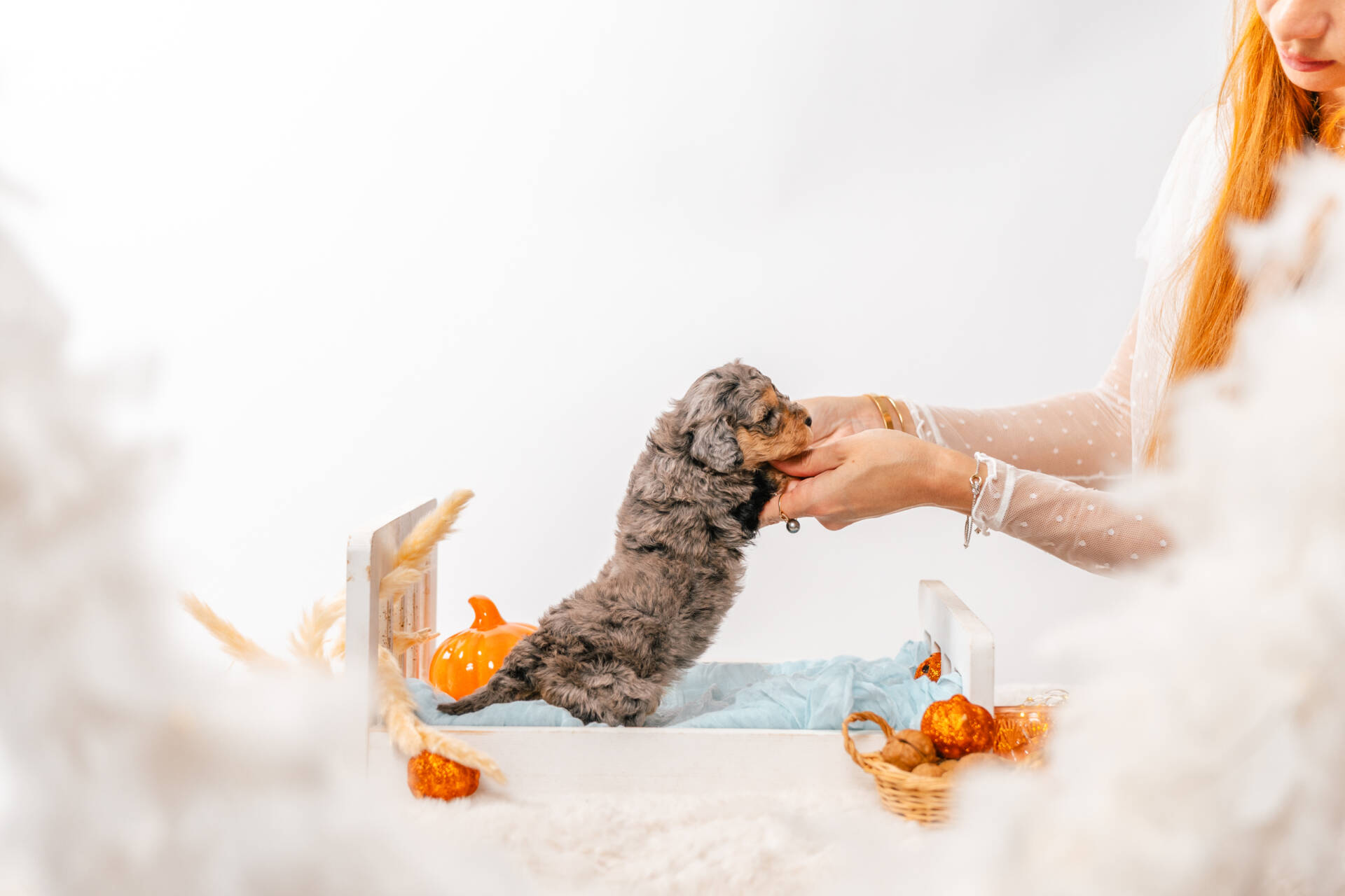 Teddy - Micro Mini Boy - Image 6