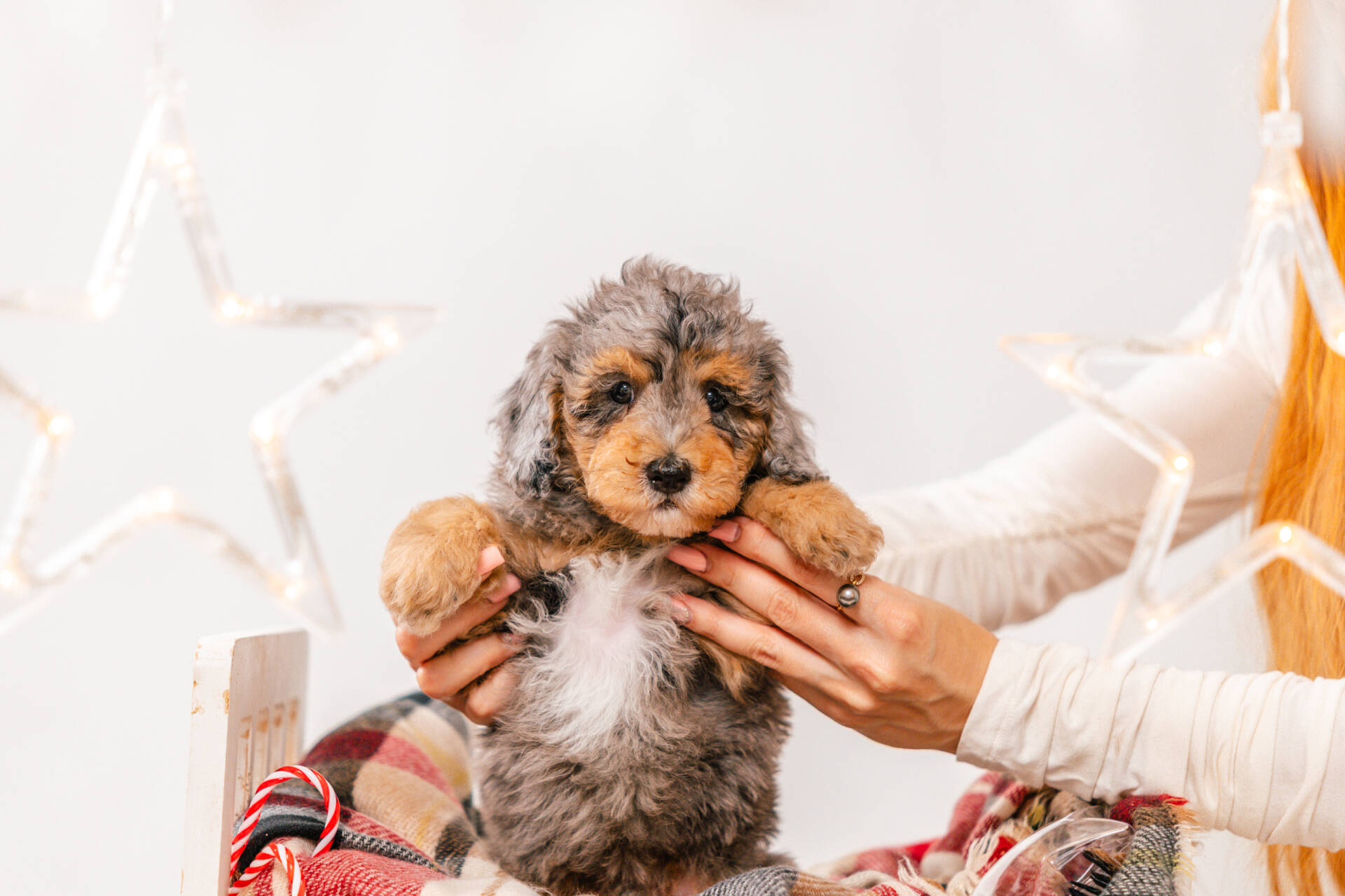 4litter 5b8555теди 4