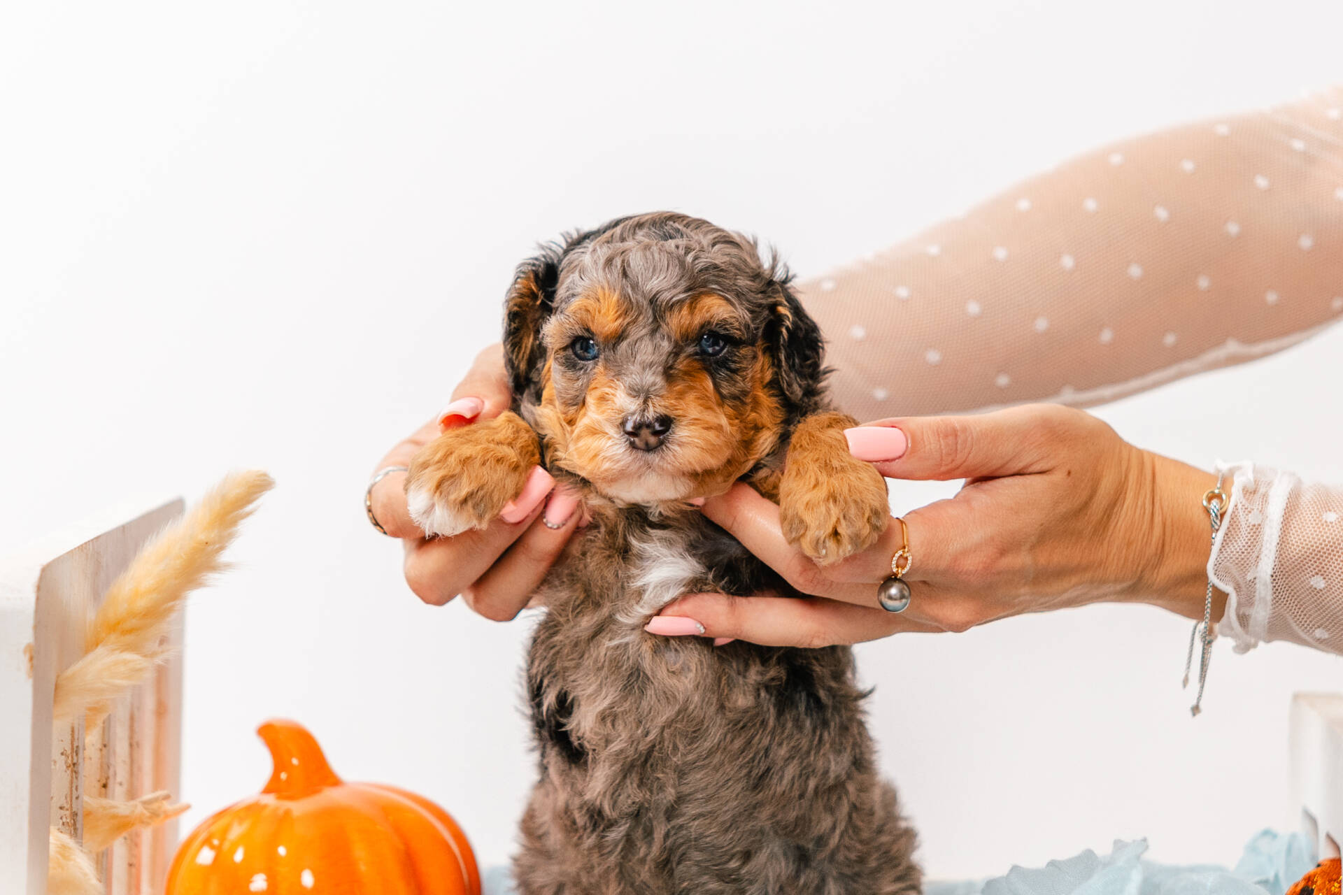 Twix - Micro Mini Boy