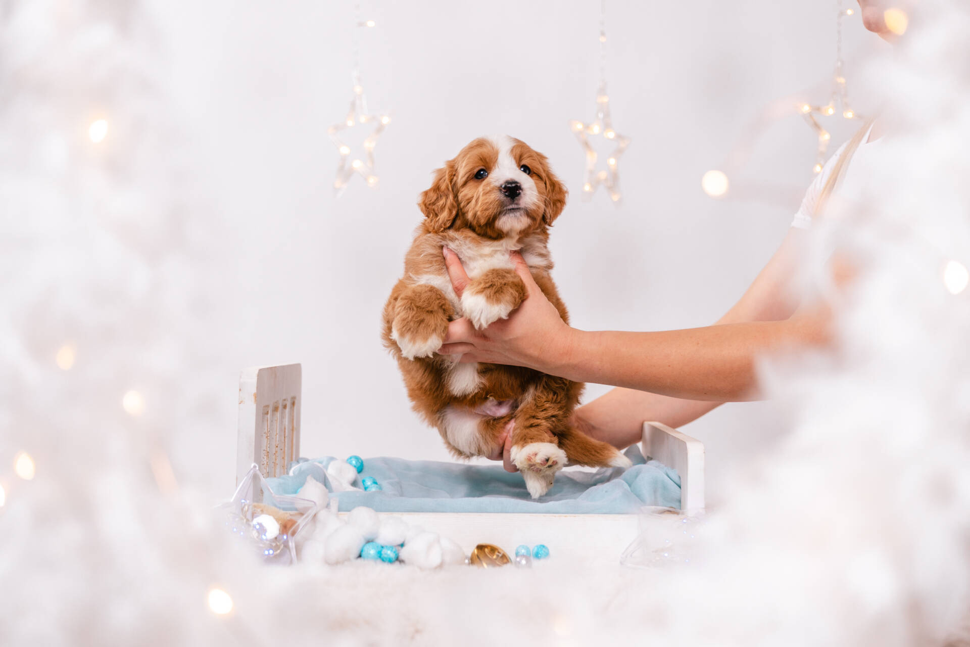 Donut - Mini F2 Boy - Image 2