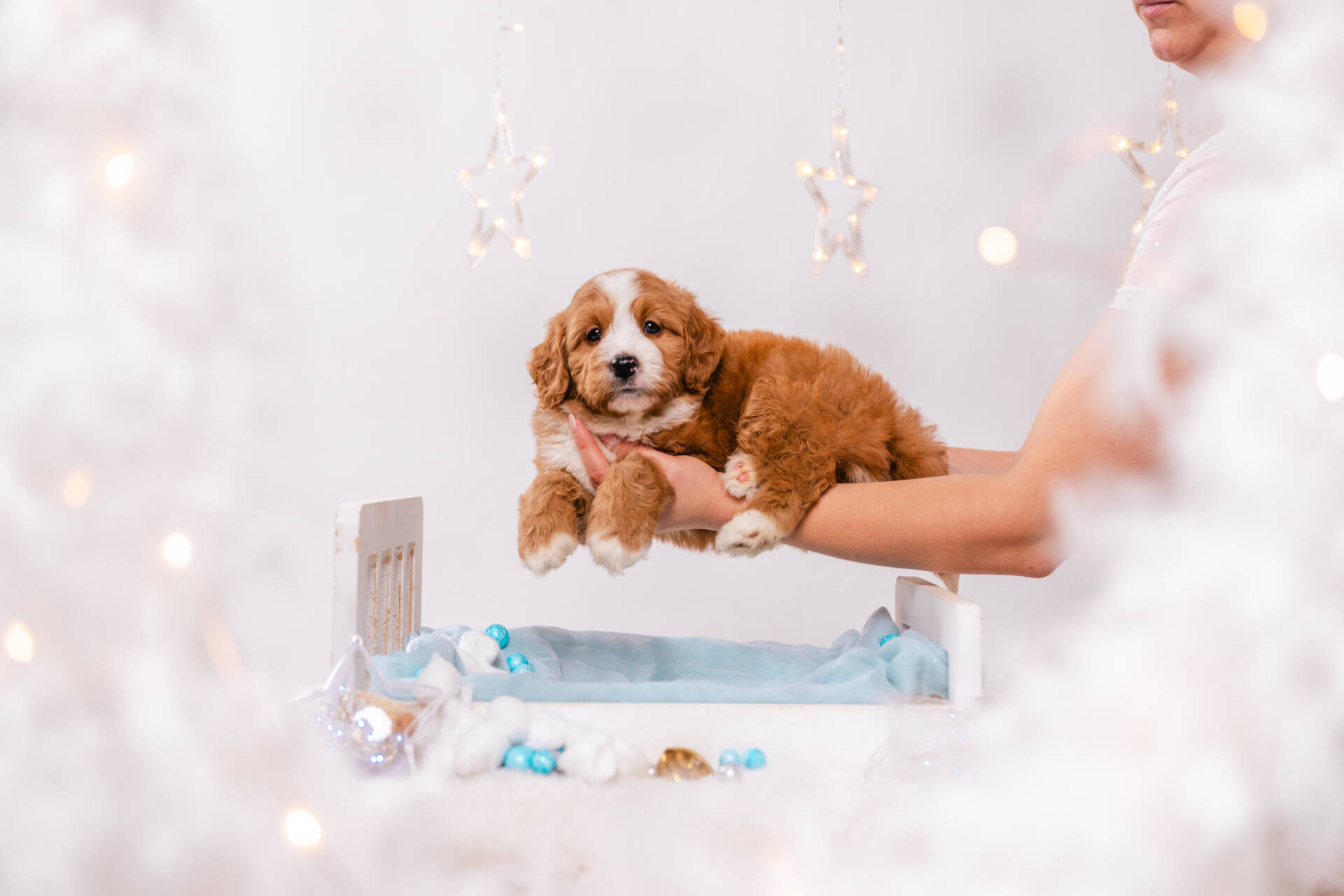 Donut - Mini F2 Boy - Image 3