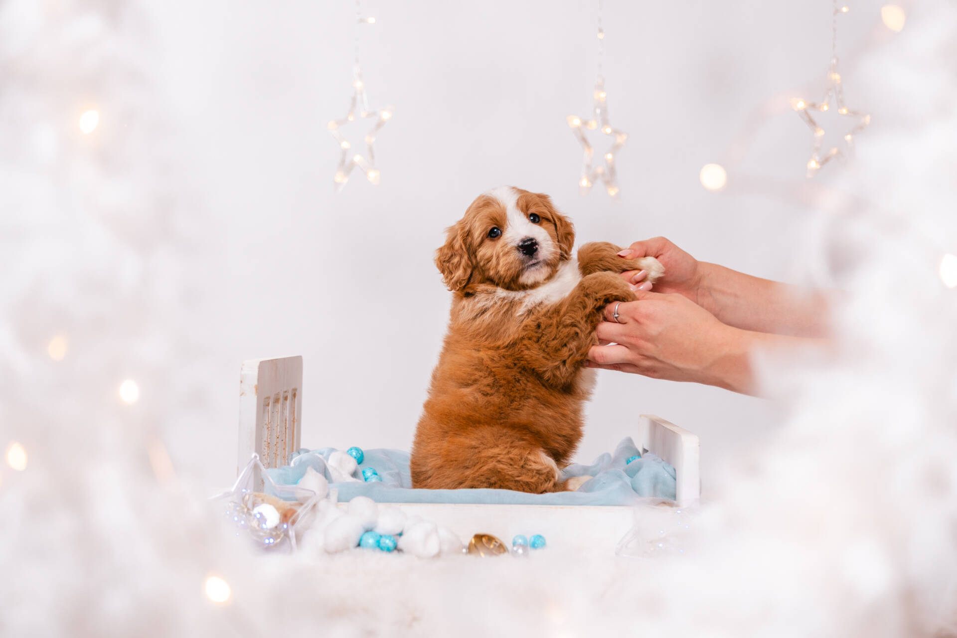 Donut - Mini F2 Boy - Image 4