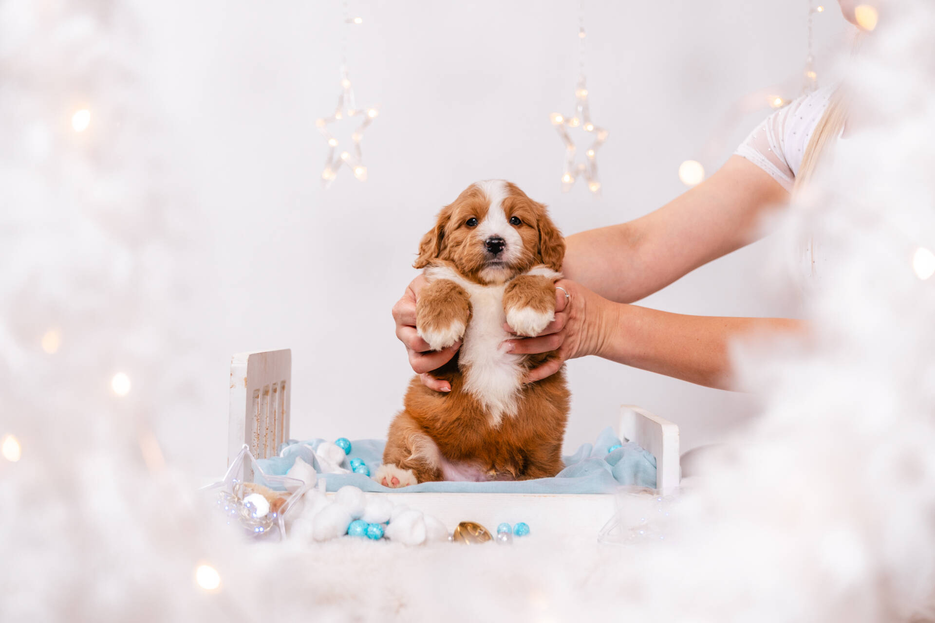 Donut - Mini F2 Boy - Image 5