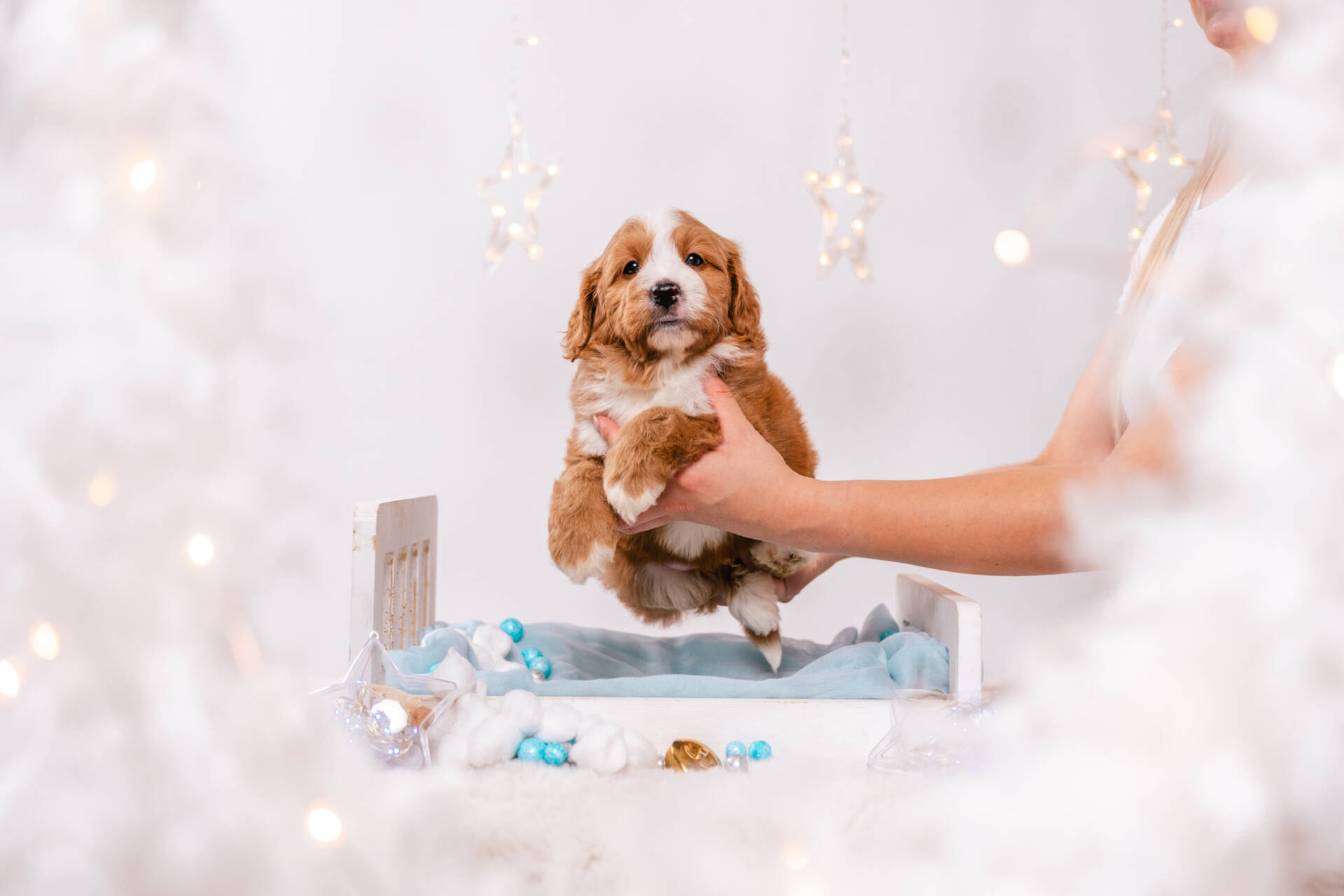 Donut - Mini F2 Boy - Image 7