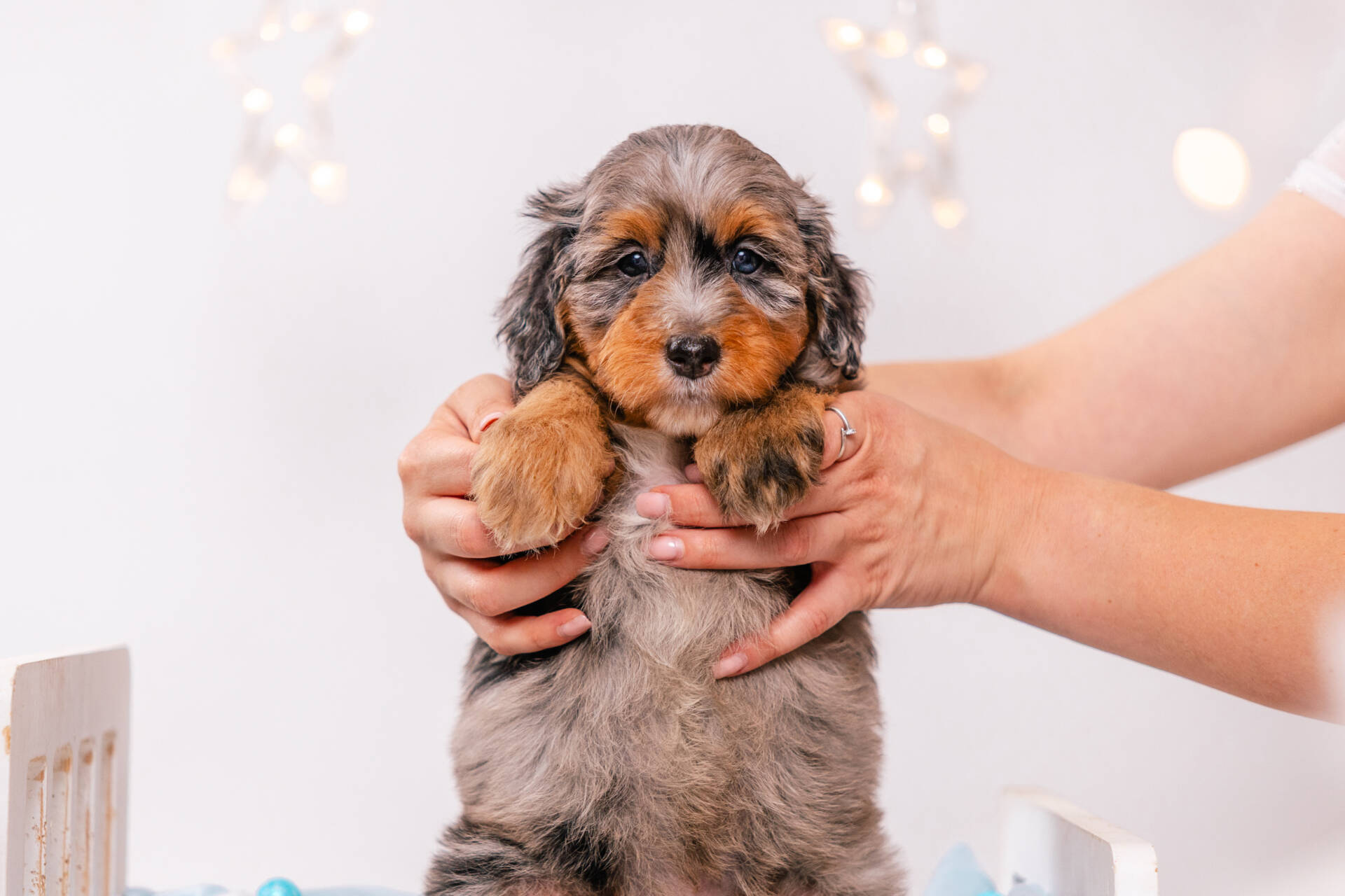 Dorian - Mini F2 Boy