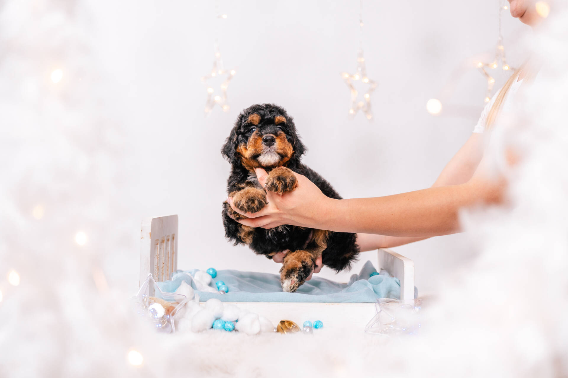 Denver - Mini F2 Boy - Image 2