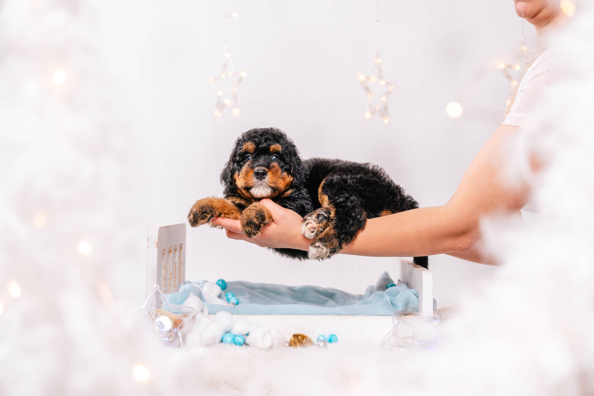 Denver - Mini F2 Boy - Image 3