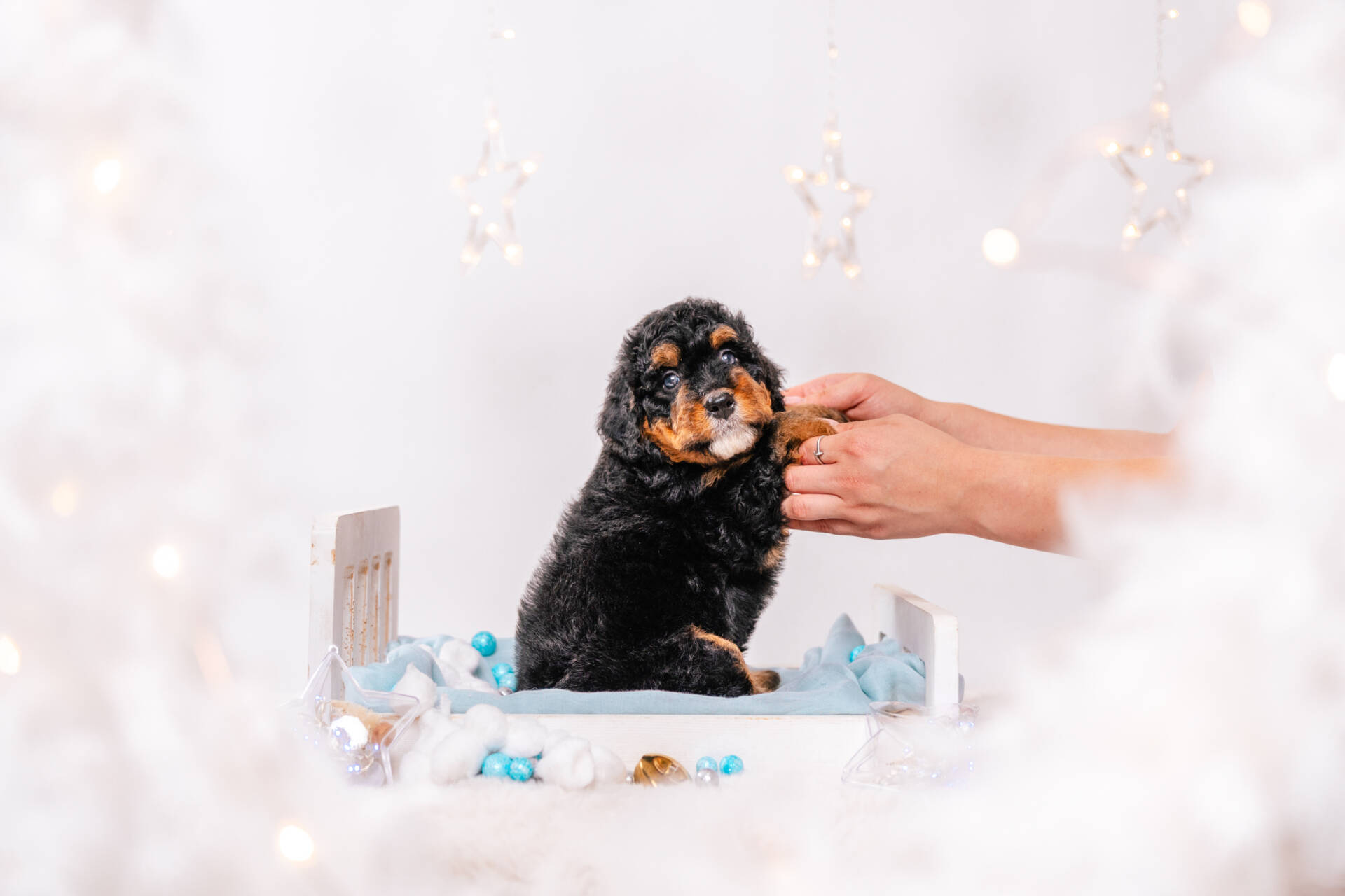 Denver - Mini F2 Boy - Image 4