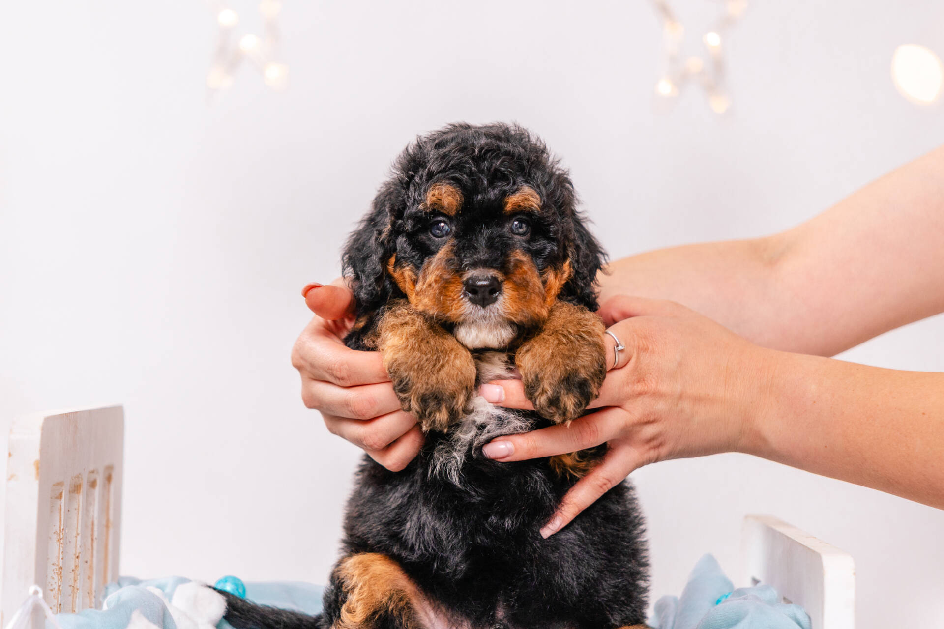 Denver - Mini F2 Boy