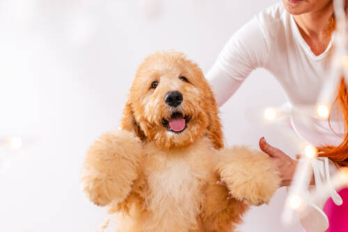 6litter 3алмонд 6