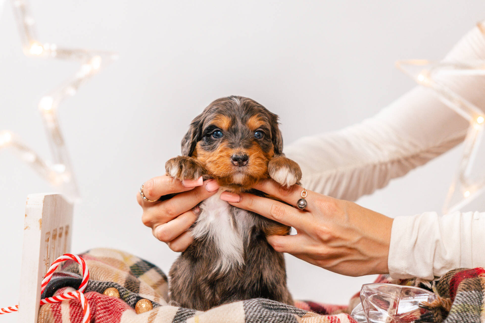 Pixie Noel - Mini F1 Girl