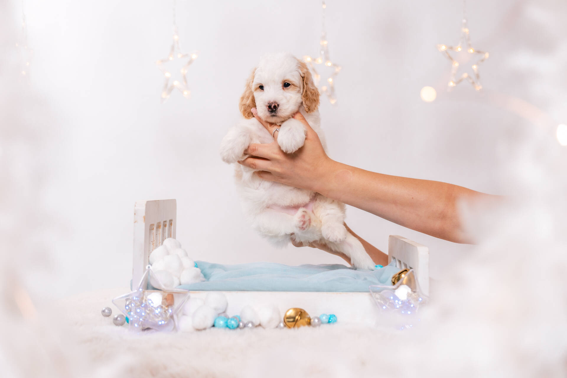 Sierra - Mini F2 Girl - Image 2