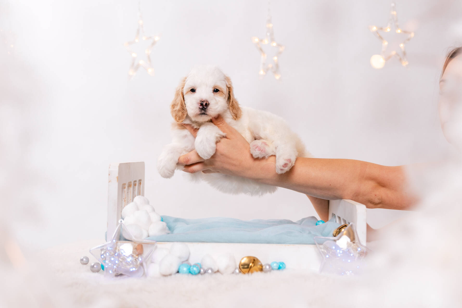 Sierra - Mini F2 Girl - Image 3