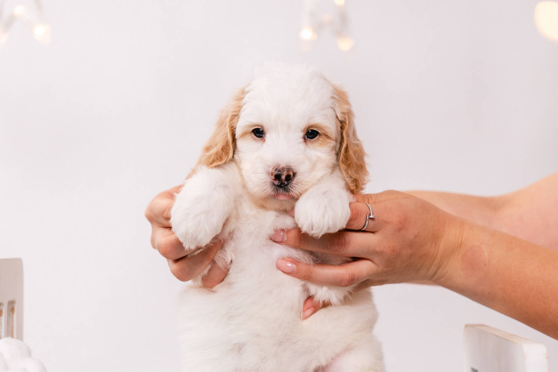 Sierra - Mini F2 Girl