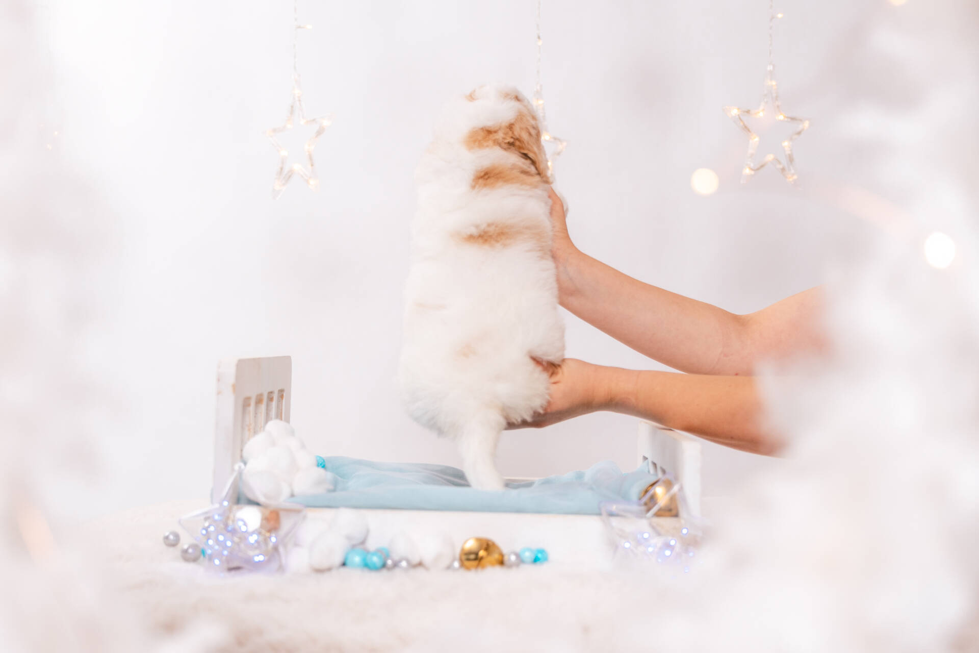 Sierra - Mini F2 Girl - Image 6