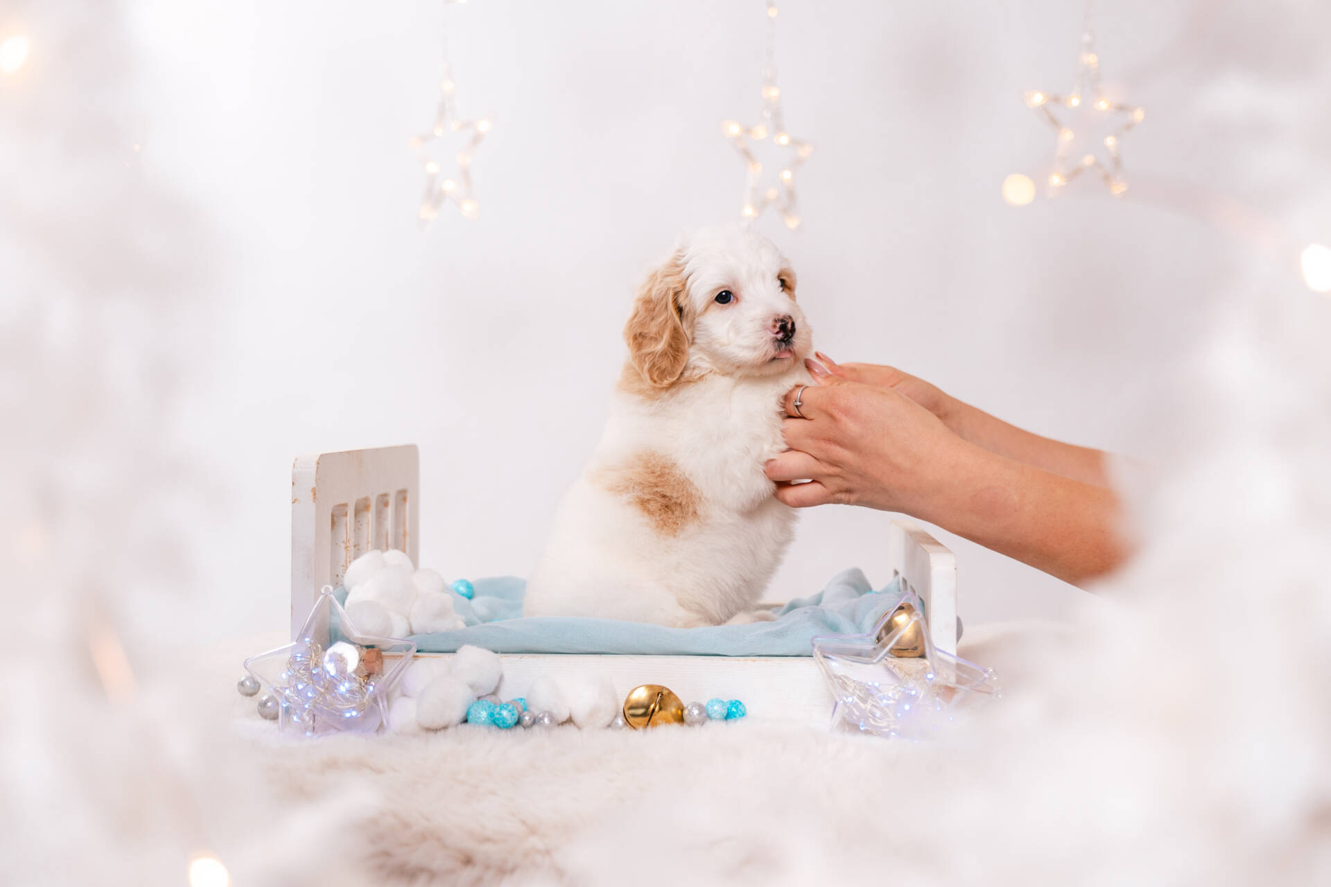 Sierra - Mini F2 Girl - Image 7