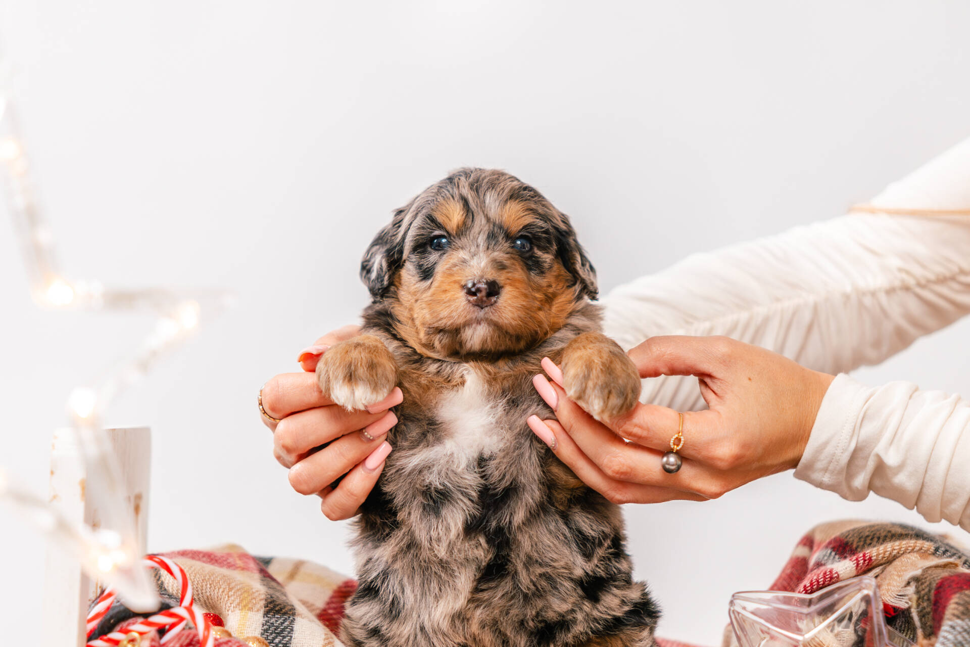 Prancer - Mini F1 Boy