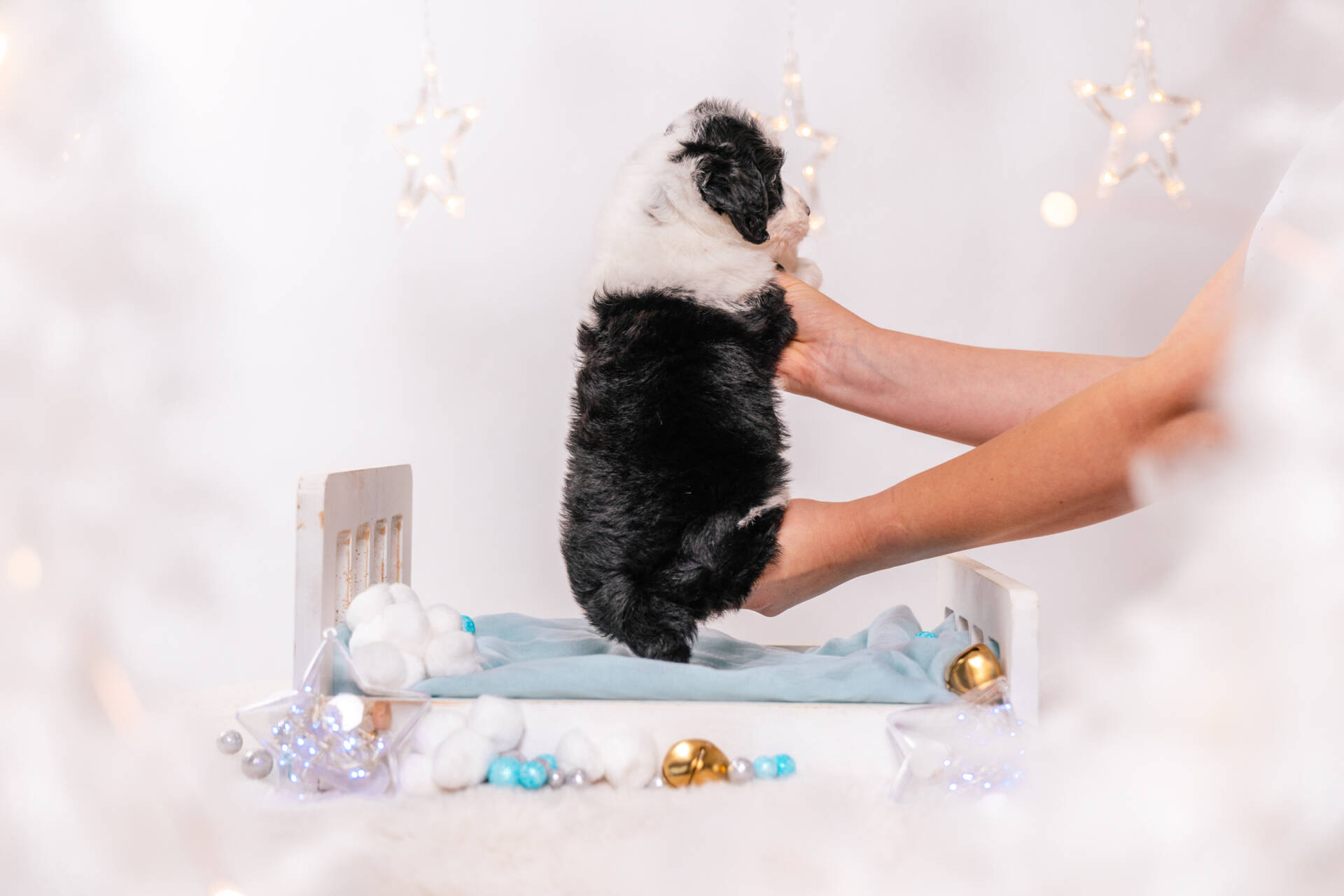 Sage - Mini F2 Girl - Image 4