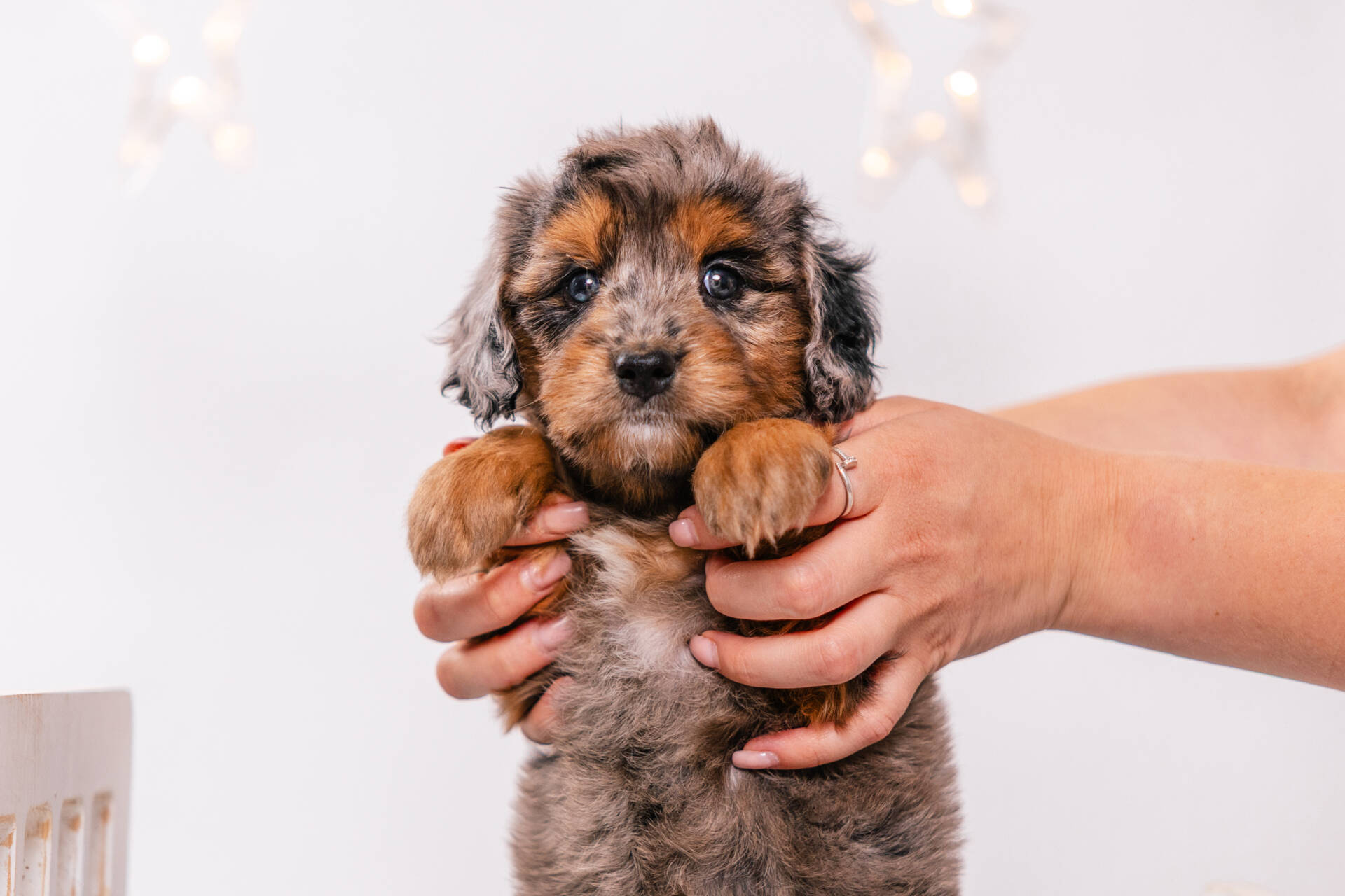 Moxie - Mini F2 Girl