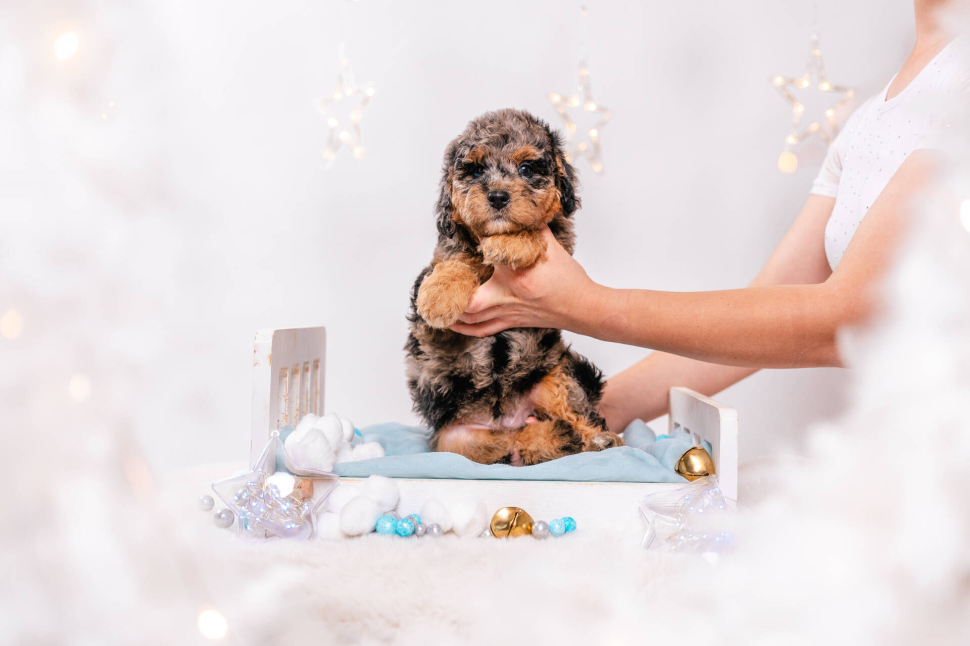 Merlin - Mini F2 Boy - Image 2