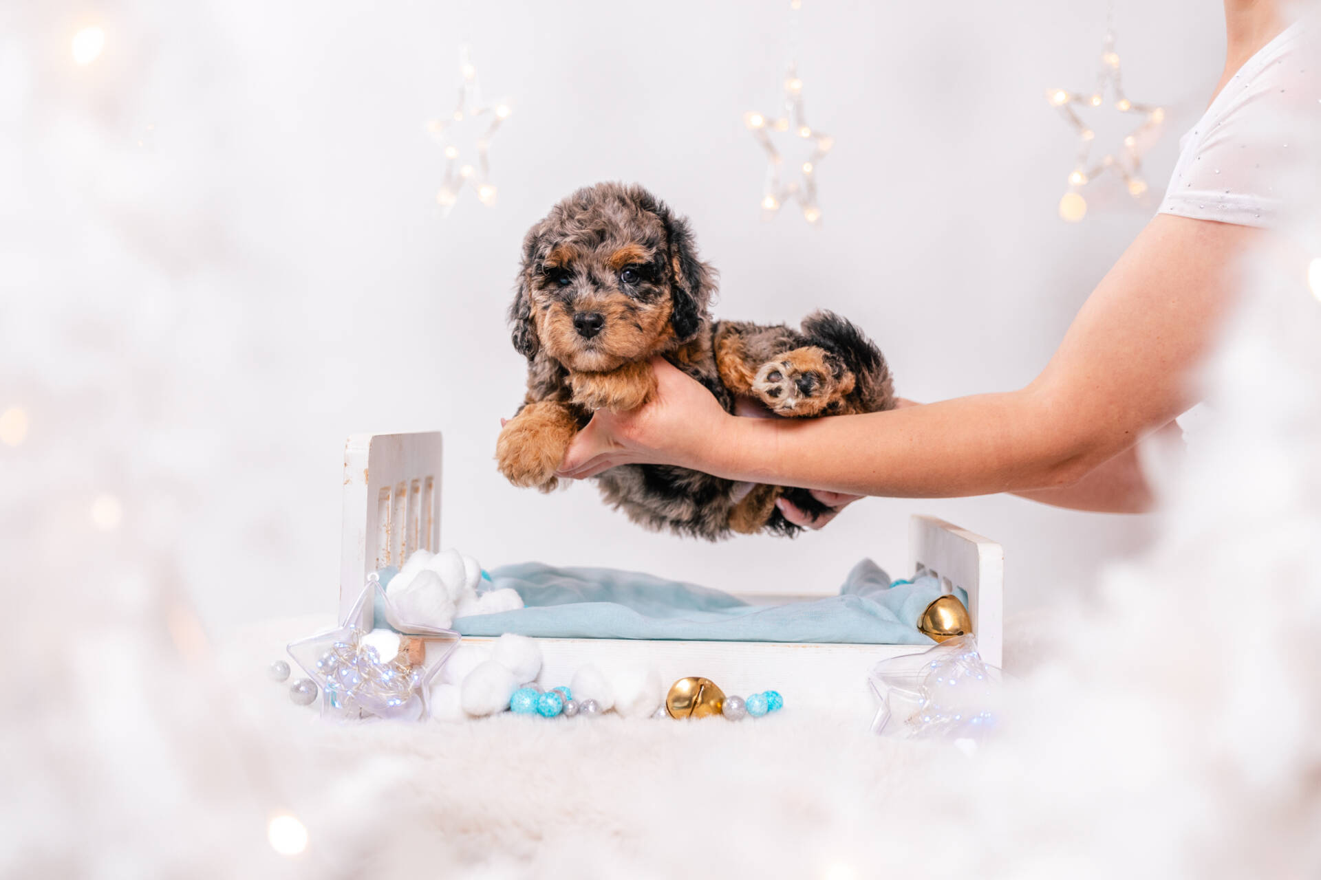 Merlin - Mini F2 Boy - Image 3