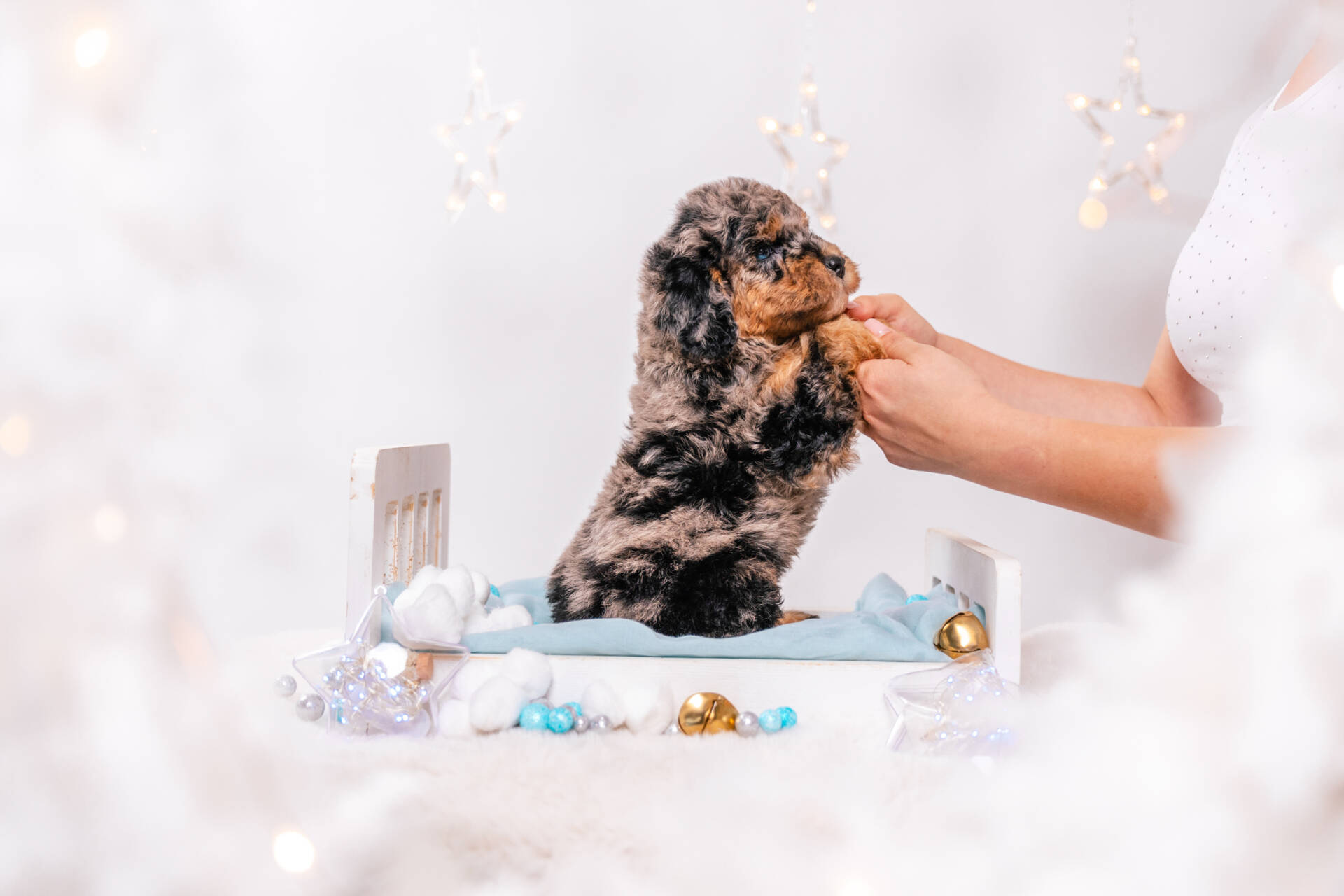 Merlin - Mini F2 Boy - Image 4