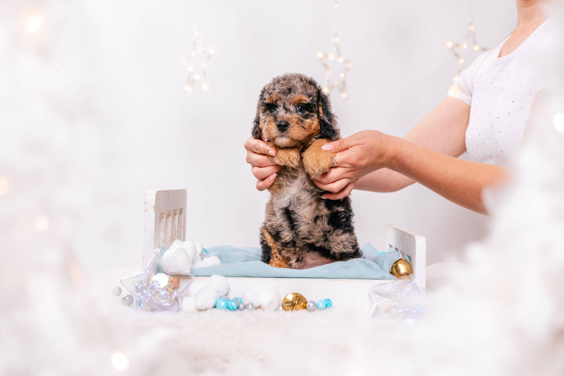 Merlin - Mini F2 Boy - Image 5