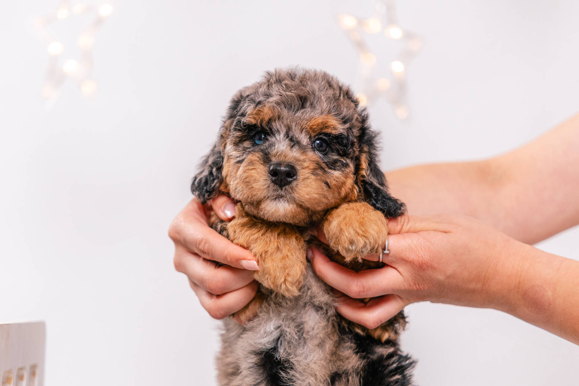 Merlin - Mini F2 Boy