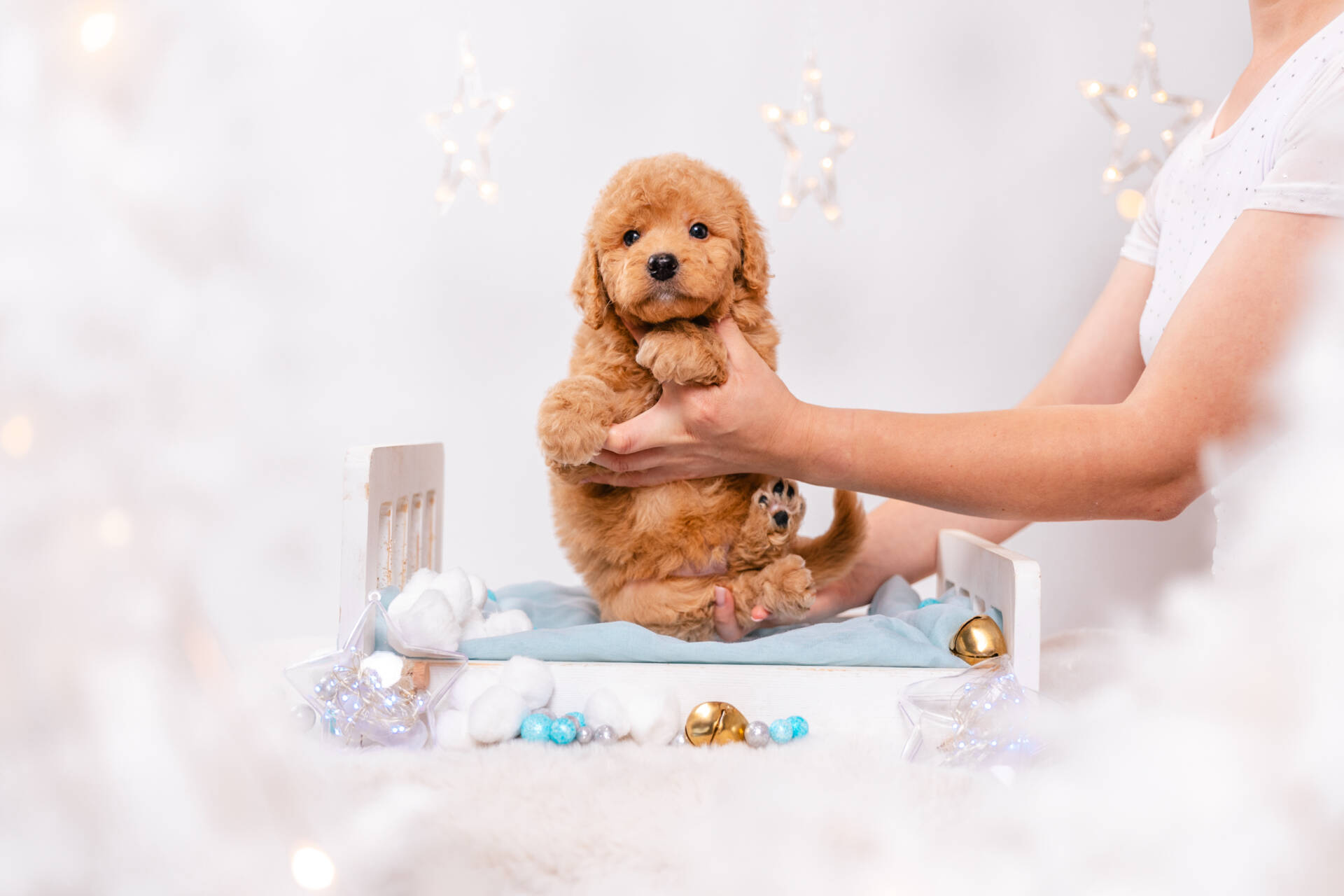 Mochi - Mini F2 Boy - Image 2