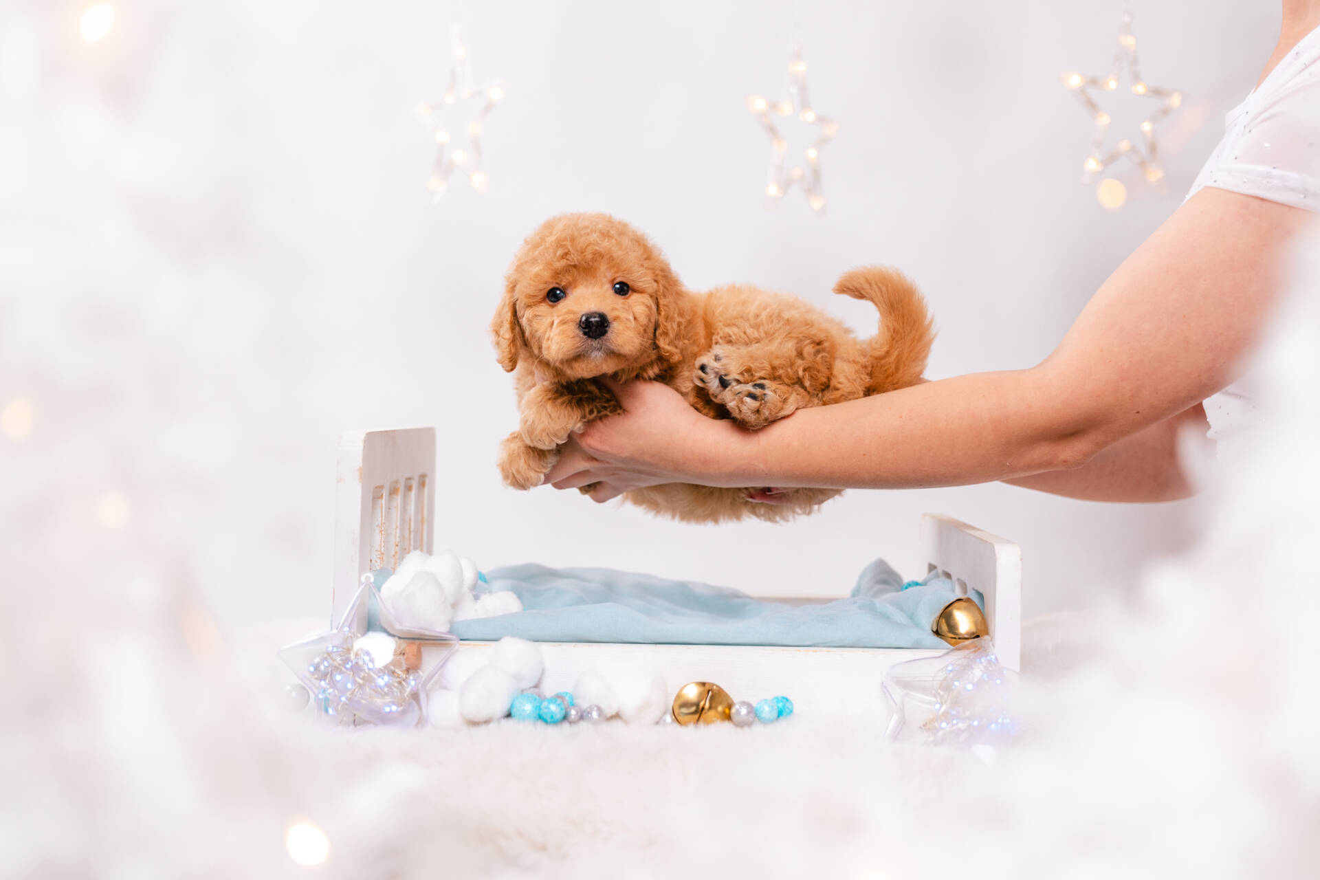 Mochi - Mini F2 Boy - Image 3