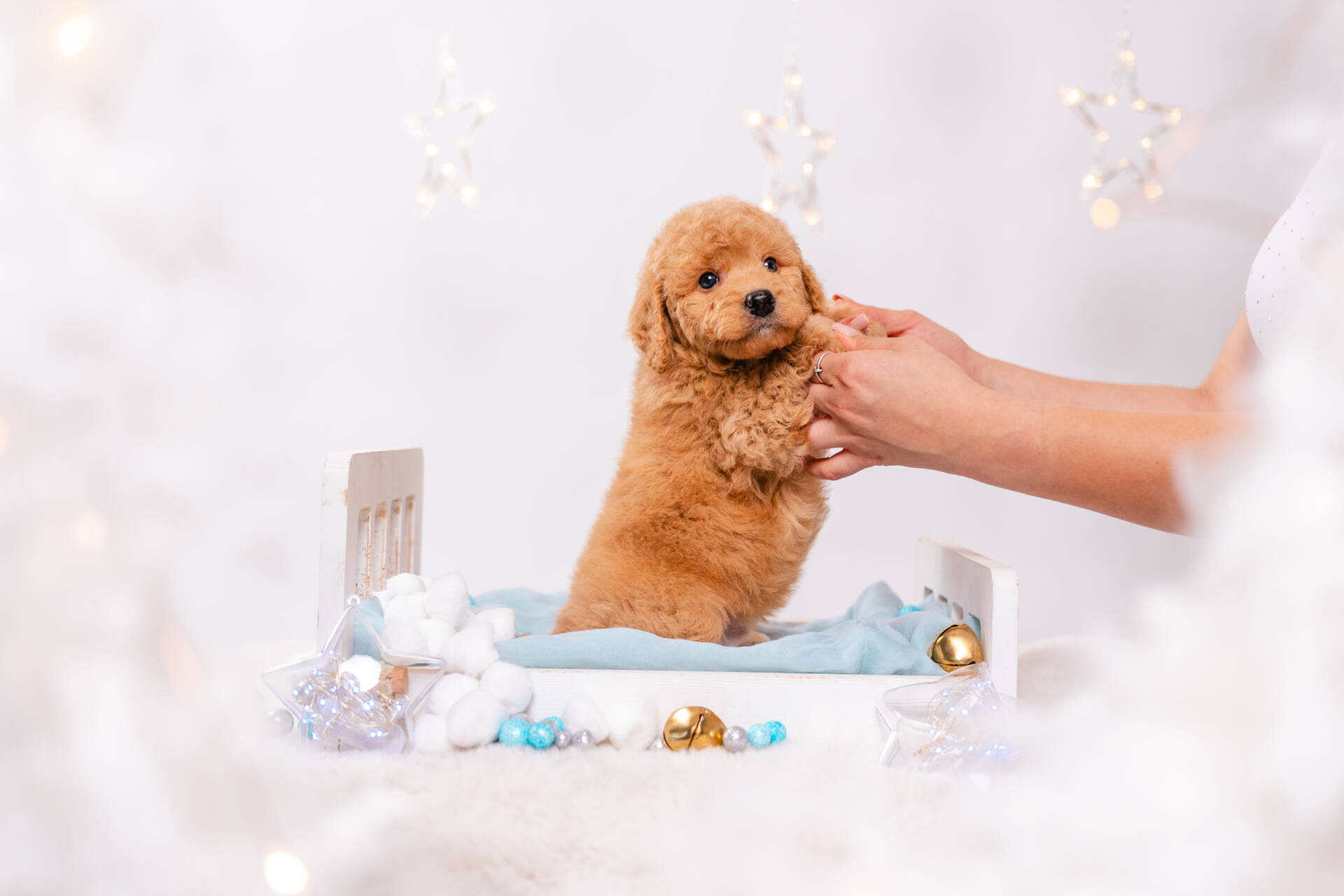 Mochi - Mini F2 Boy - Image 4