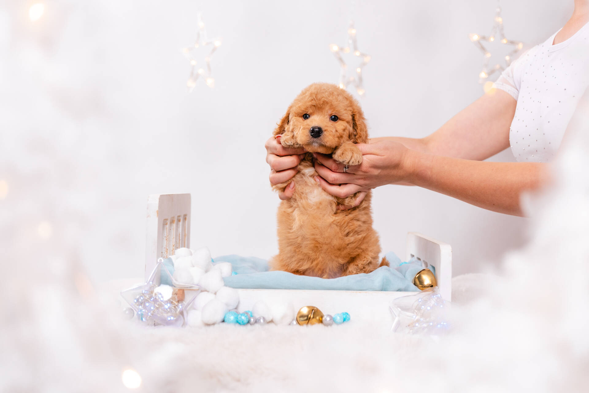 Mochi - Mini F2 Boy - Image 5