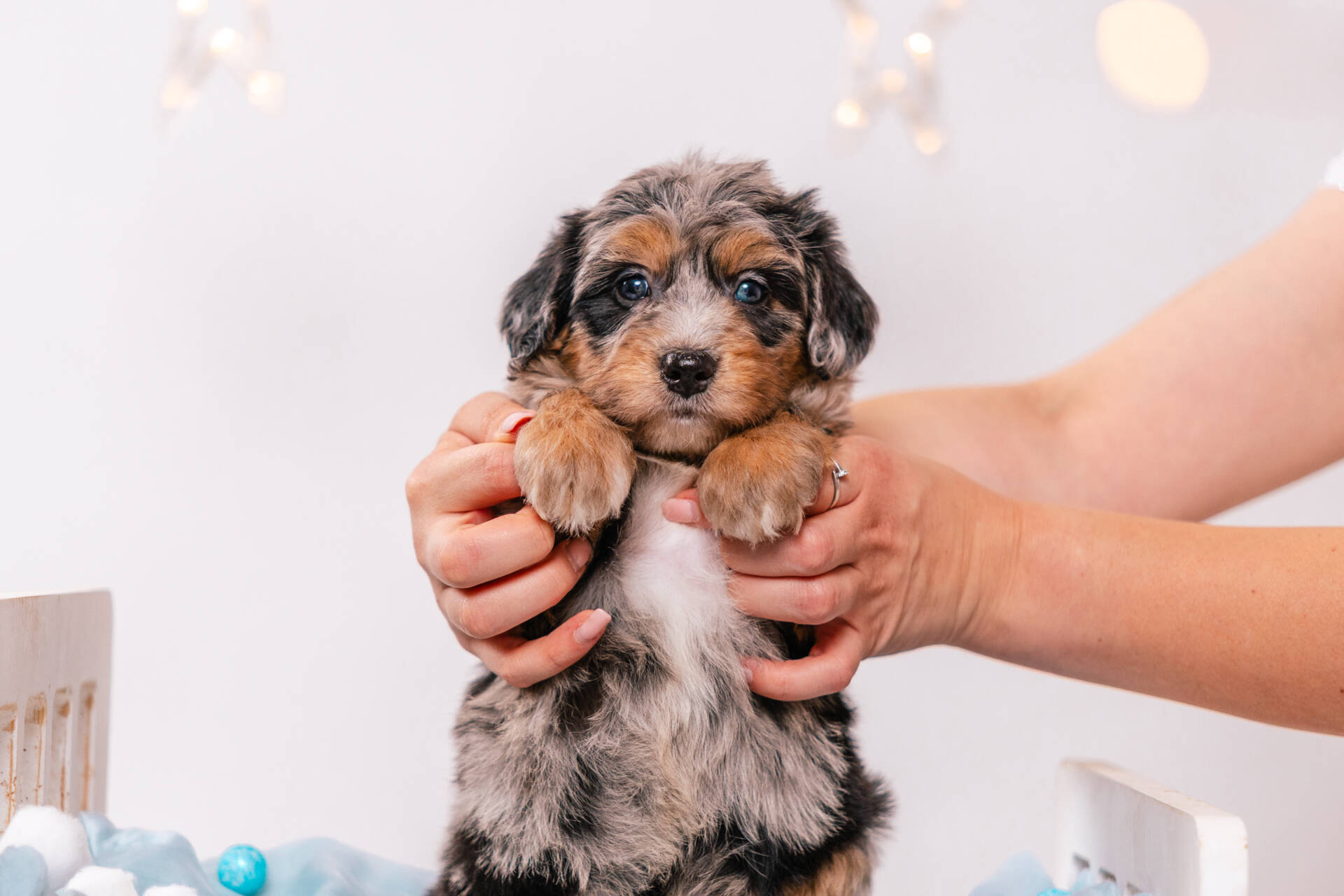 Nessa - Mini F1 Girl