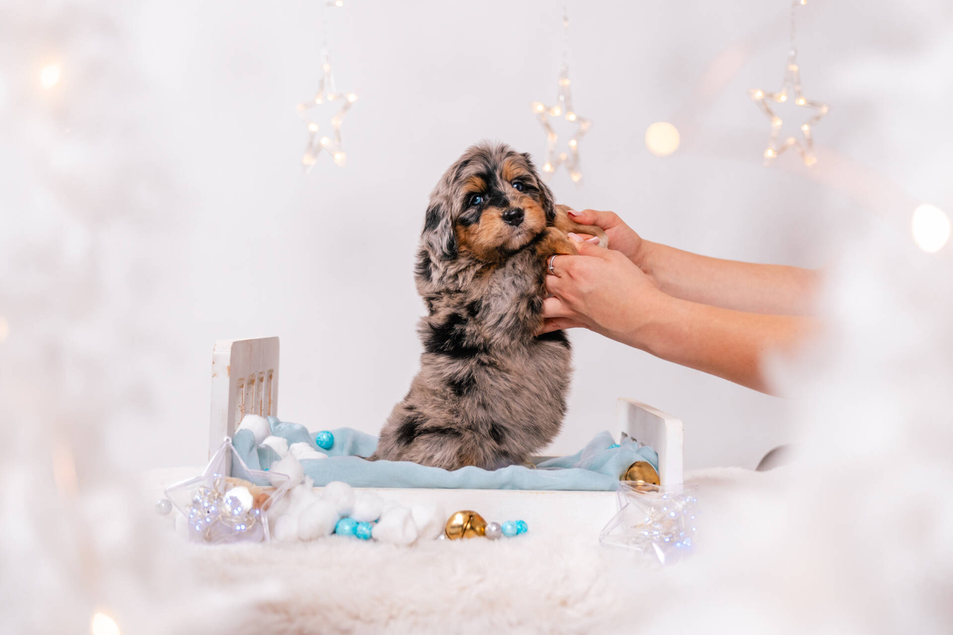 Napoleon - Mini F1 Boy - Image 4