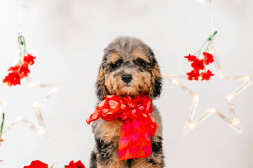 5litter 1 8546мерлин 1